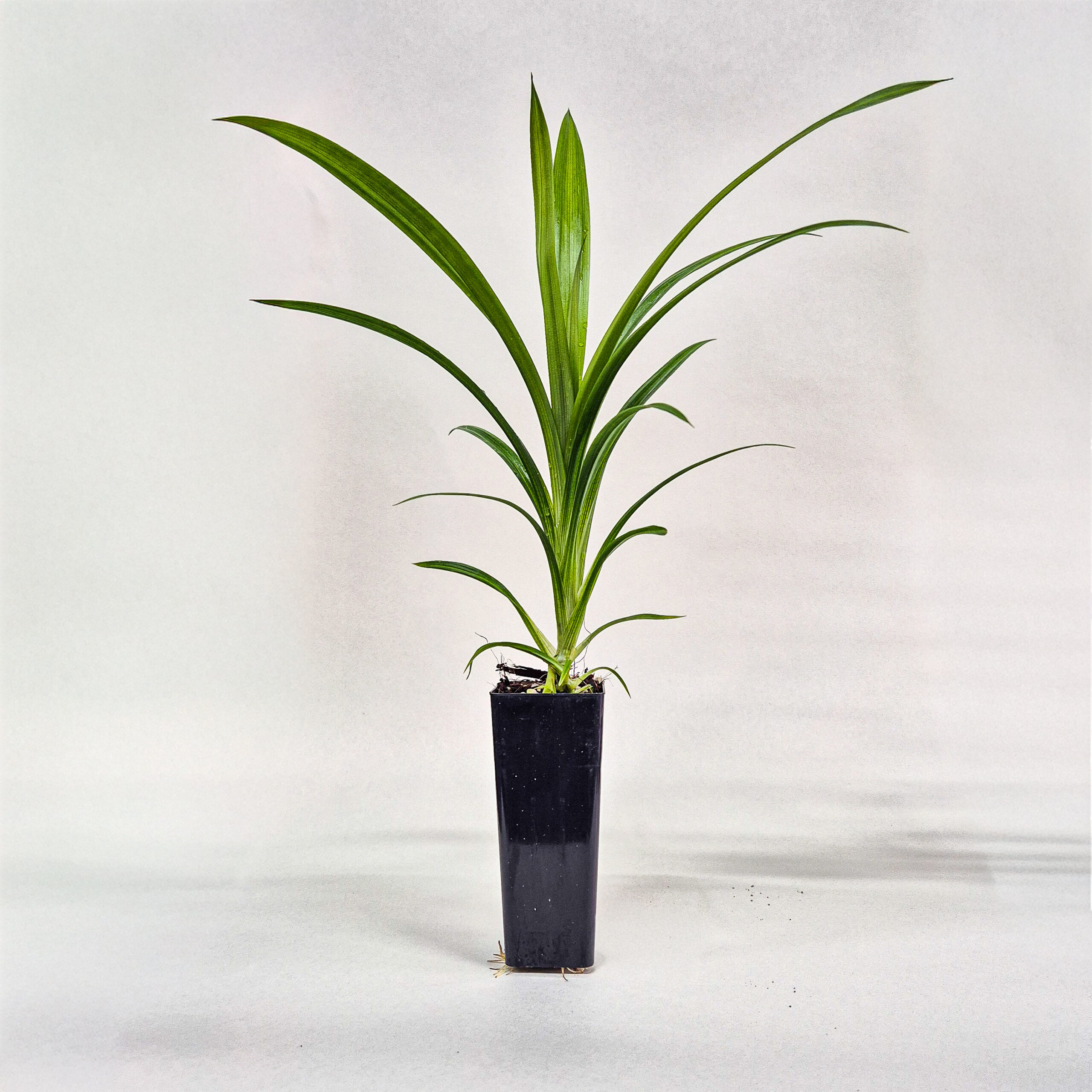 Pandan Plant