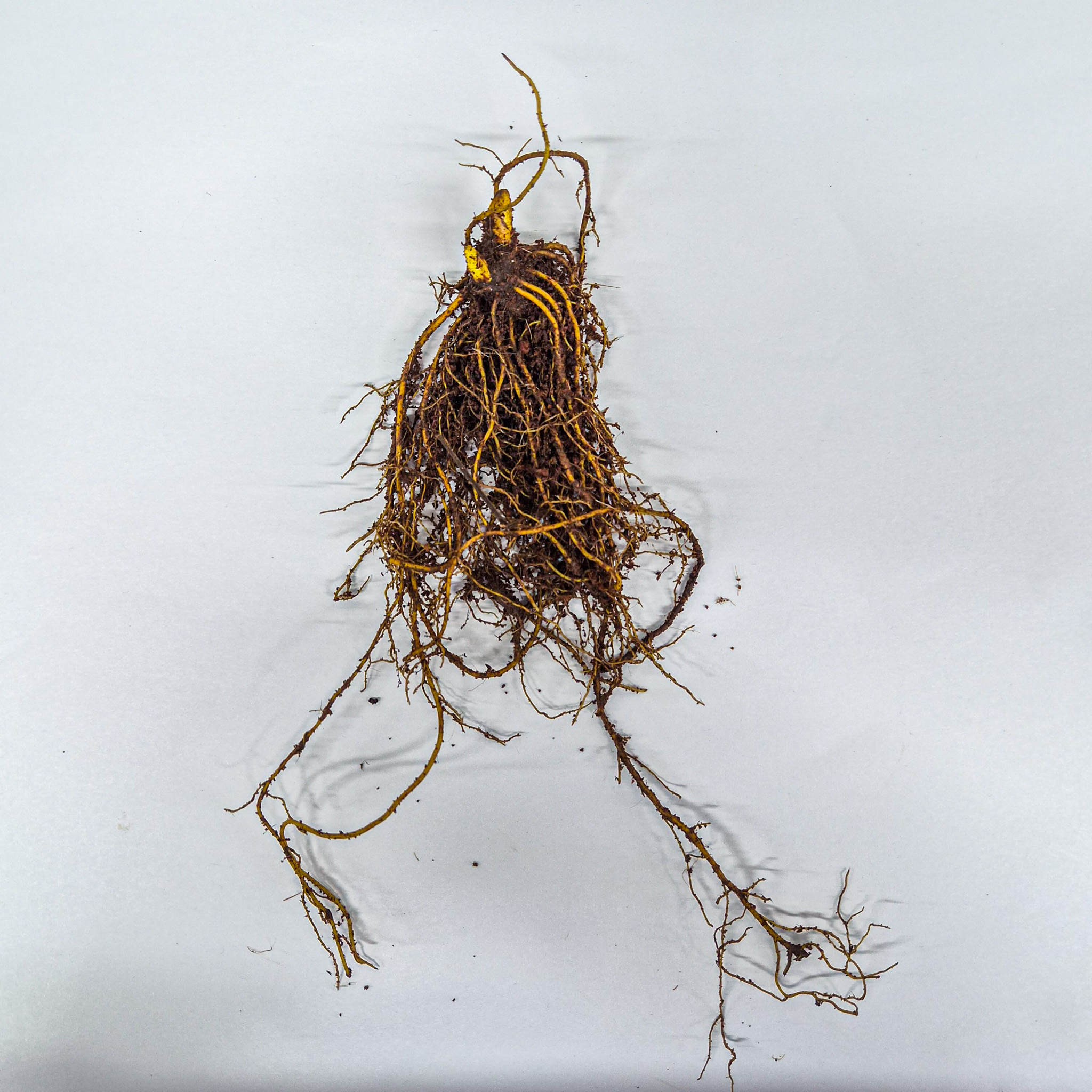 Goldenseal plant