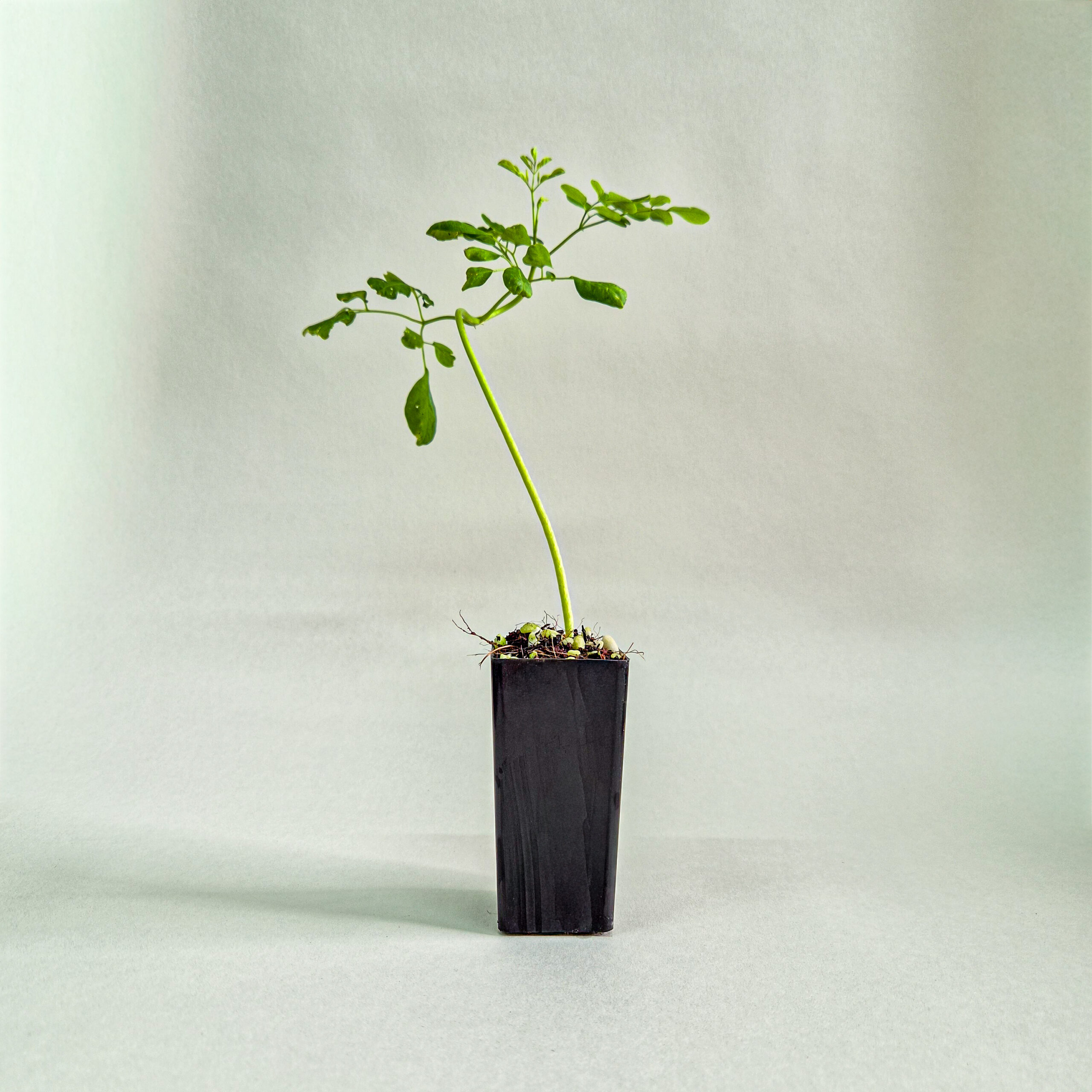 Moringa Plant