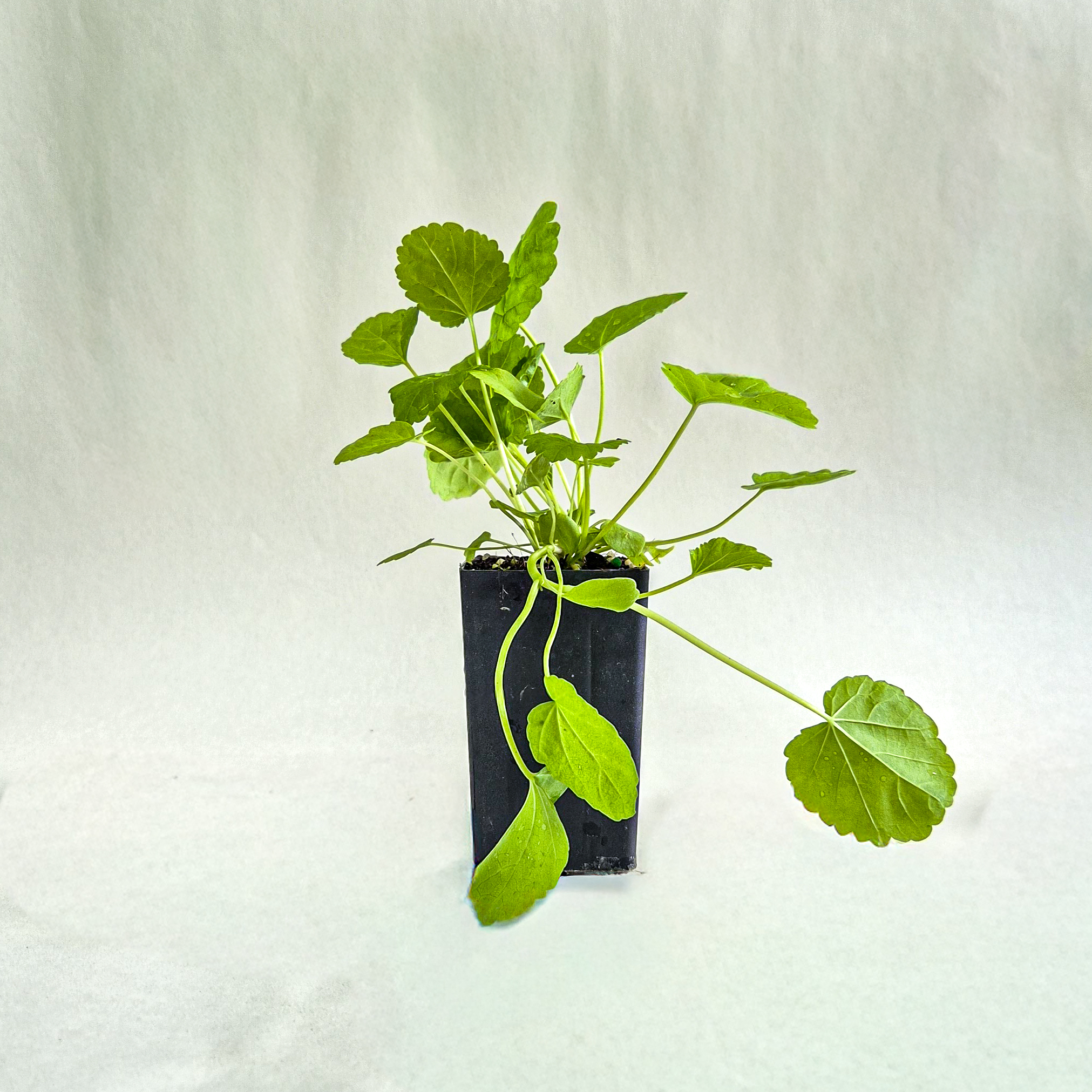 Marshmallow Plant