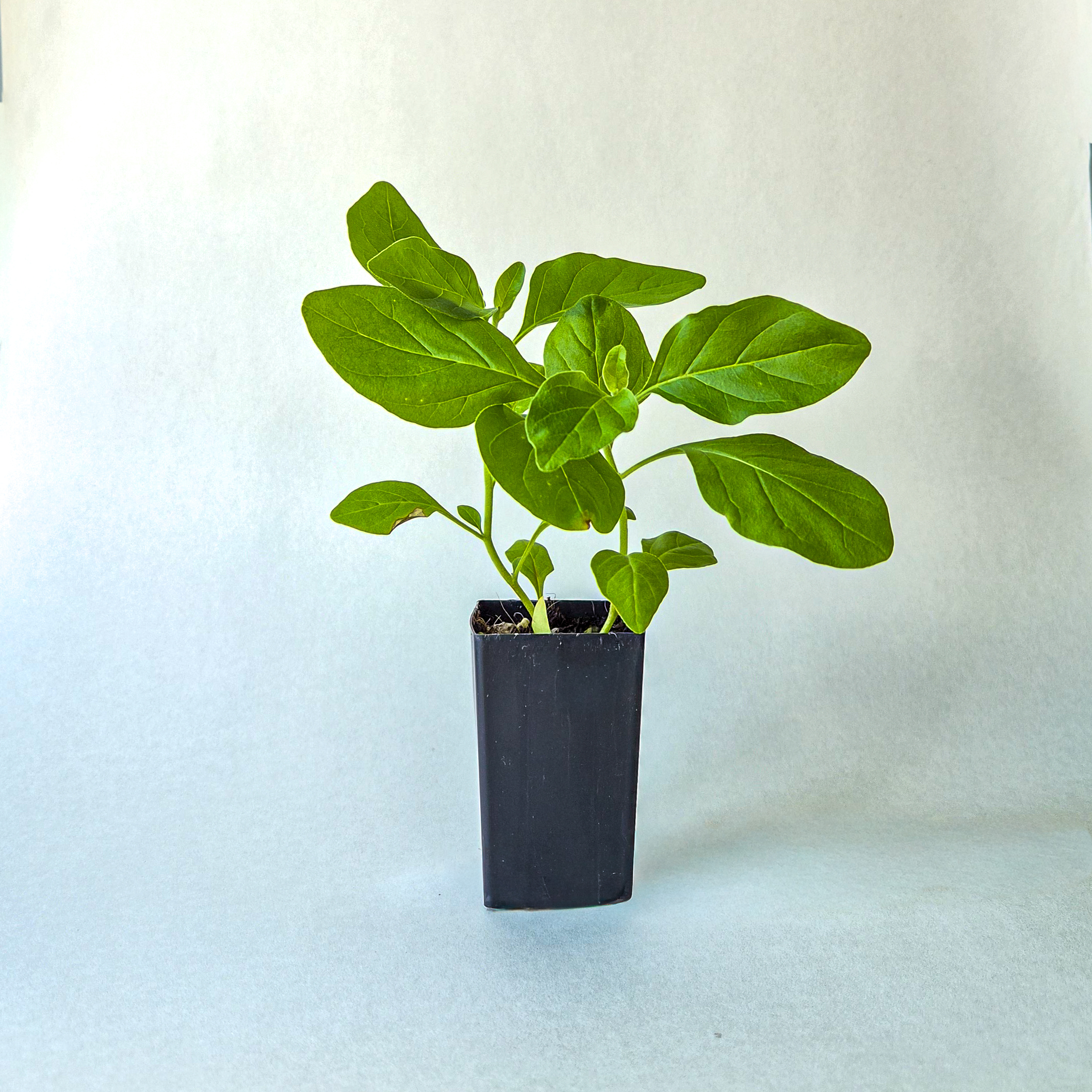 Ashwagandha Plant
