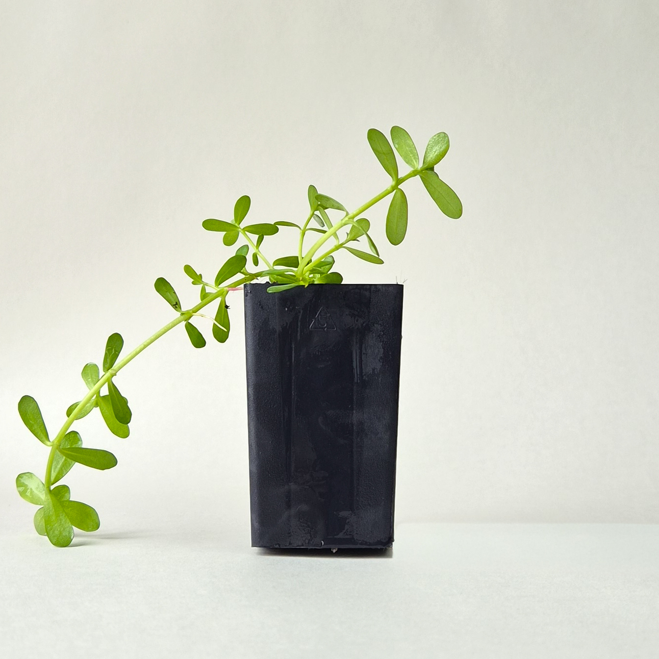 Brahmi, plant