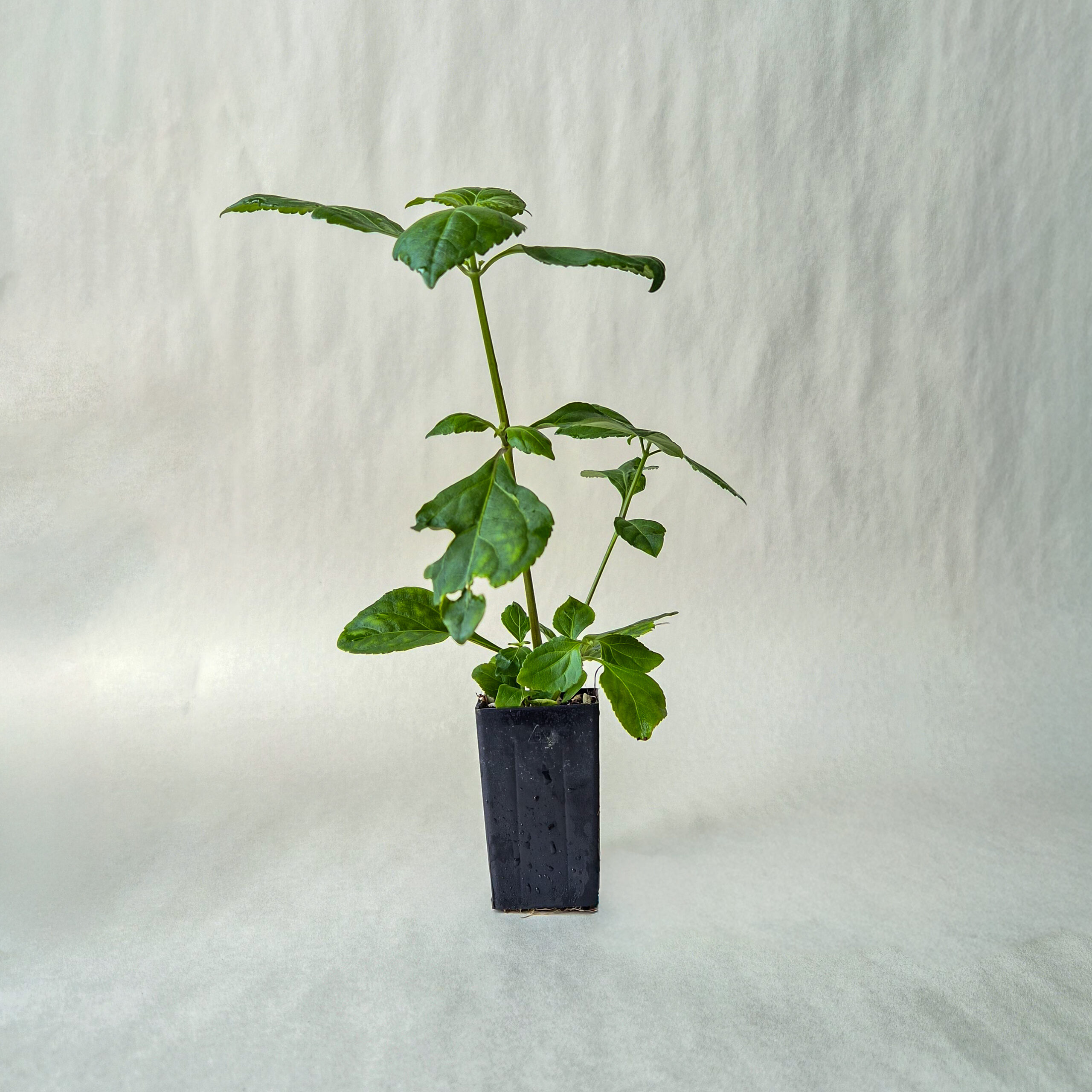 Patchouli Plant