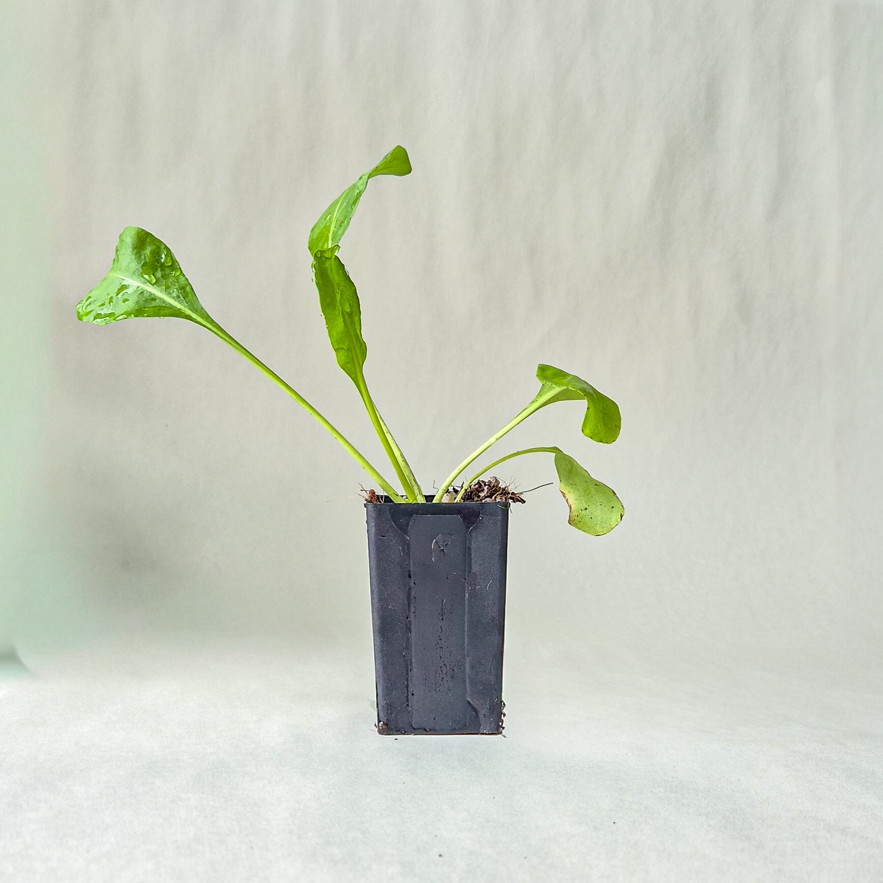 Woad Plant