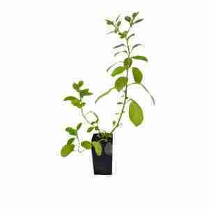 Ashwagandha plant