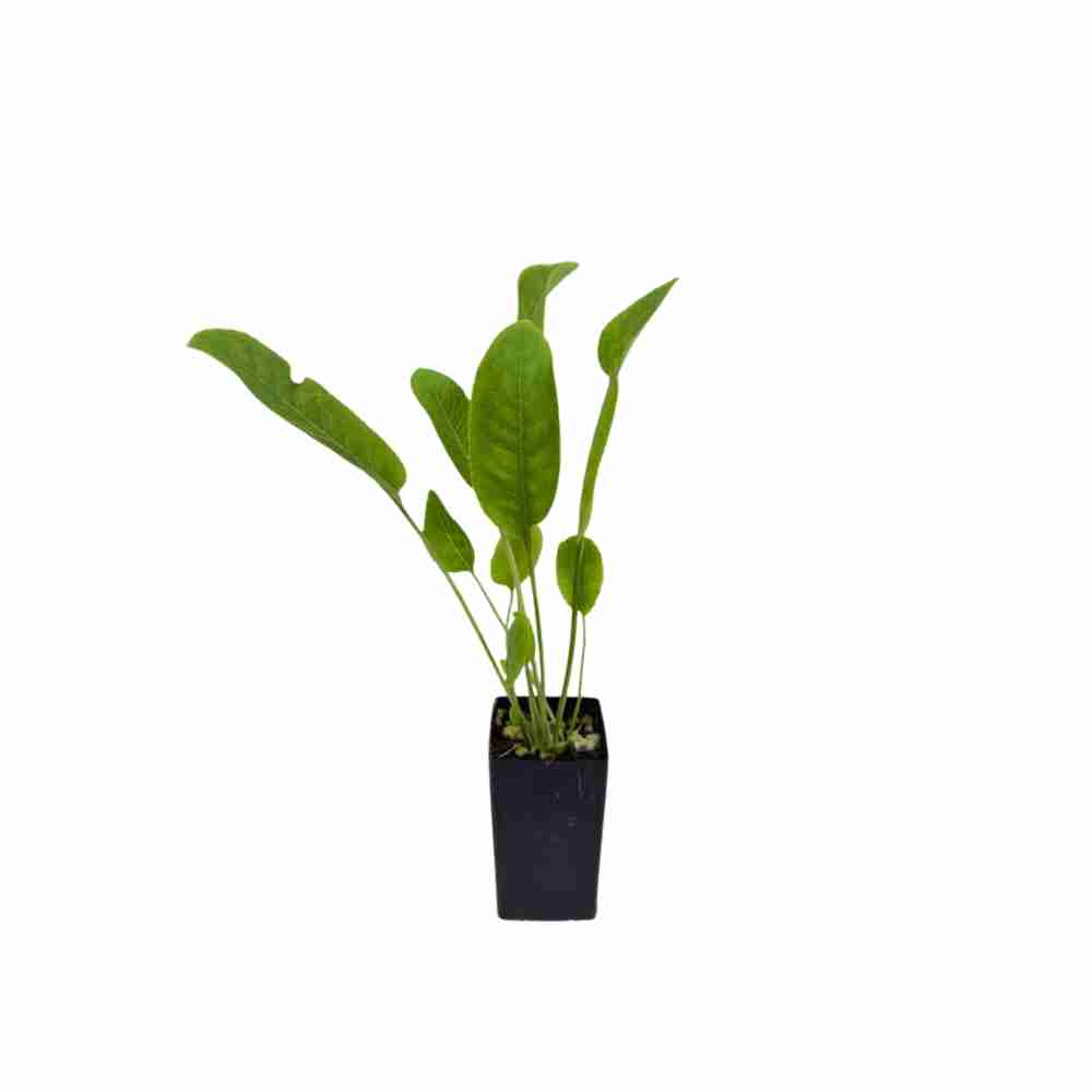 Horseradish, plant