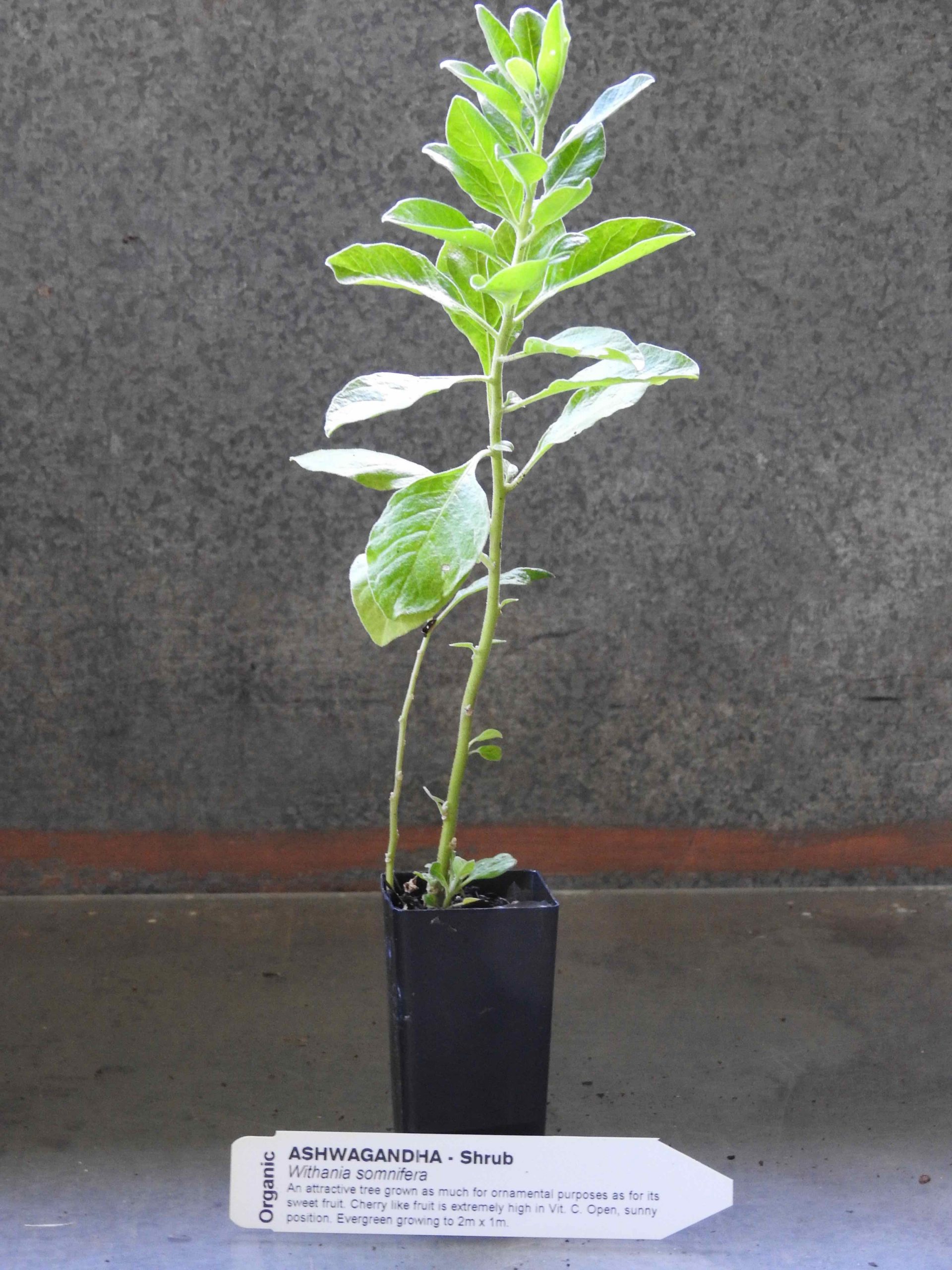 Ashwaganda plant | All