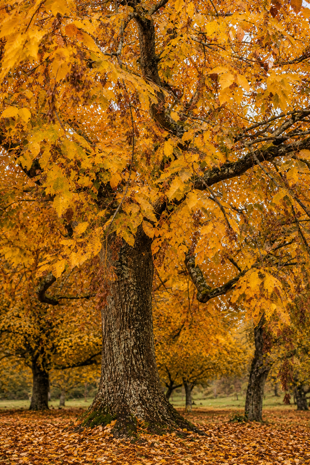Linden | Bare-Rooted