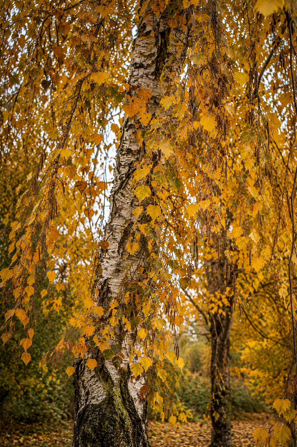 Silver Birch | Bare-Rooted