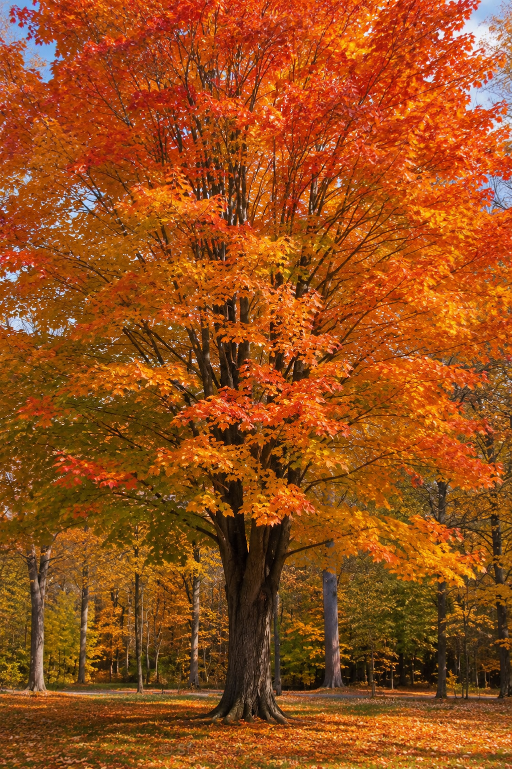 Sugar Maple | Bare-Rooted