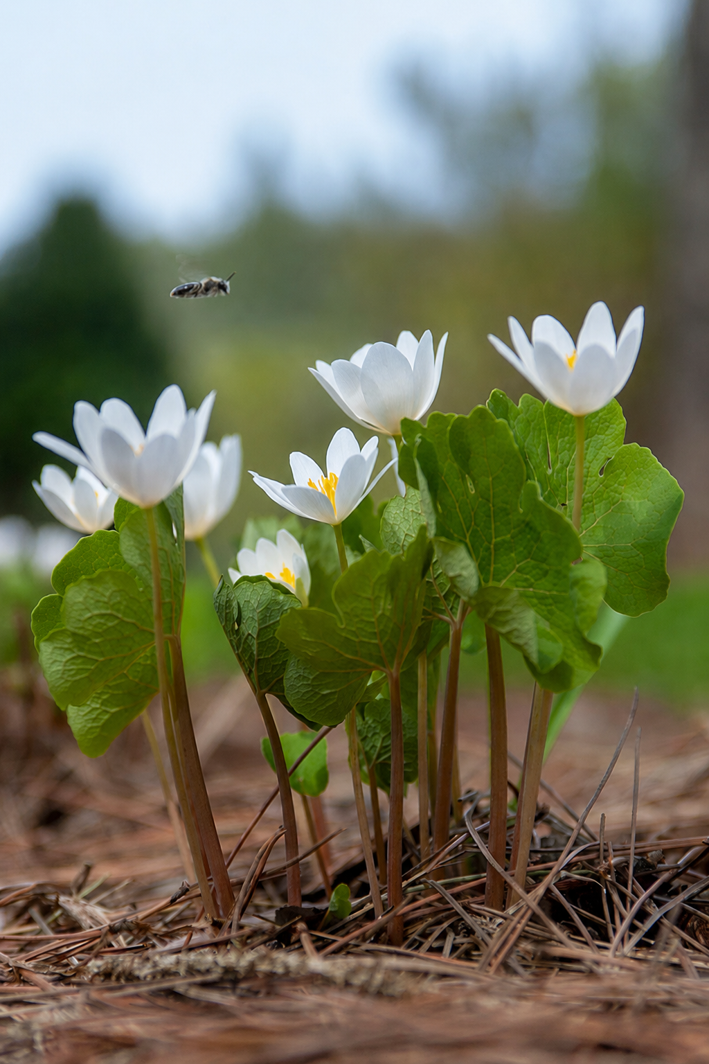Bloodroot | Bare-Rooted