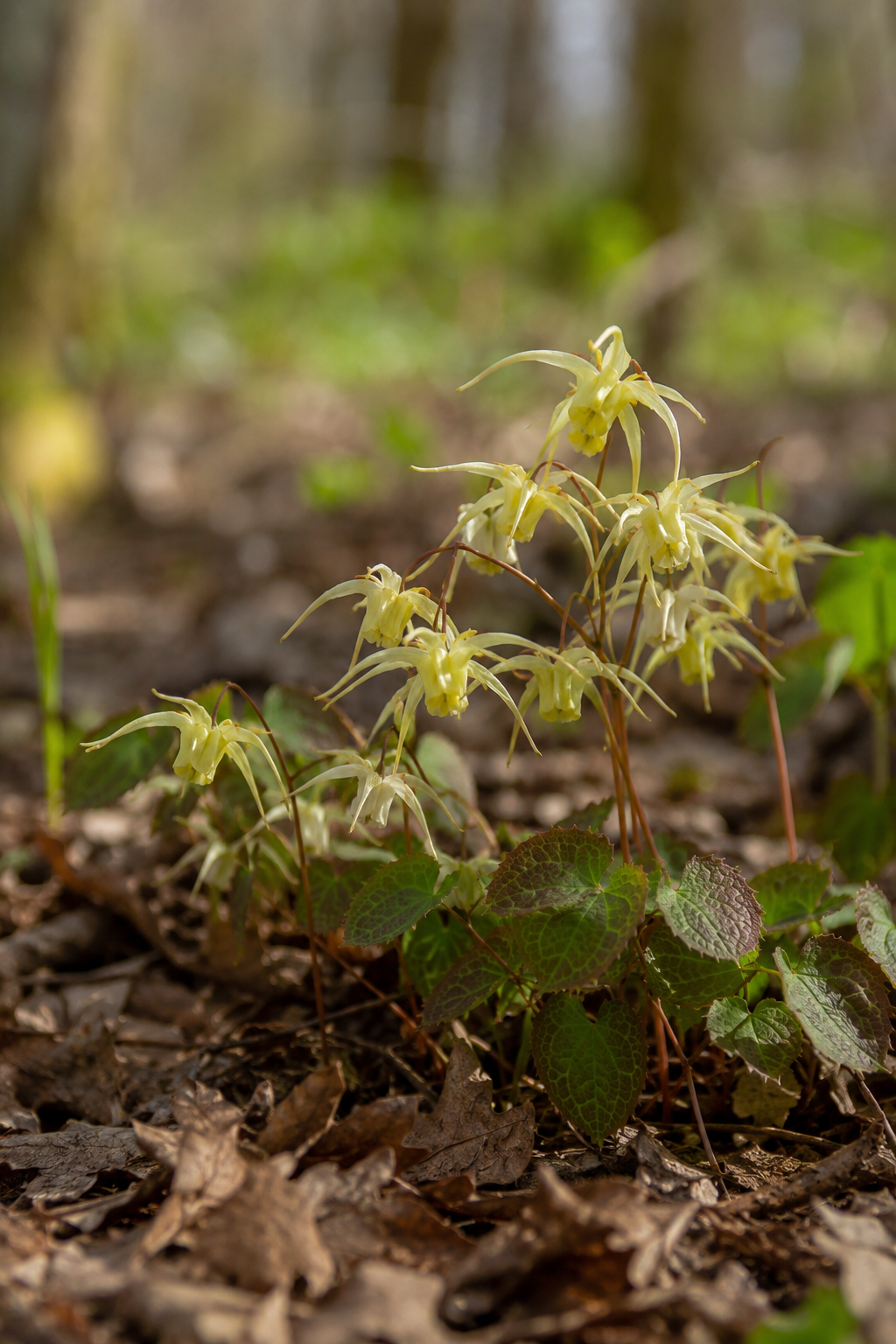 Epimedium grandiflorum