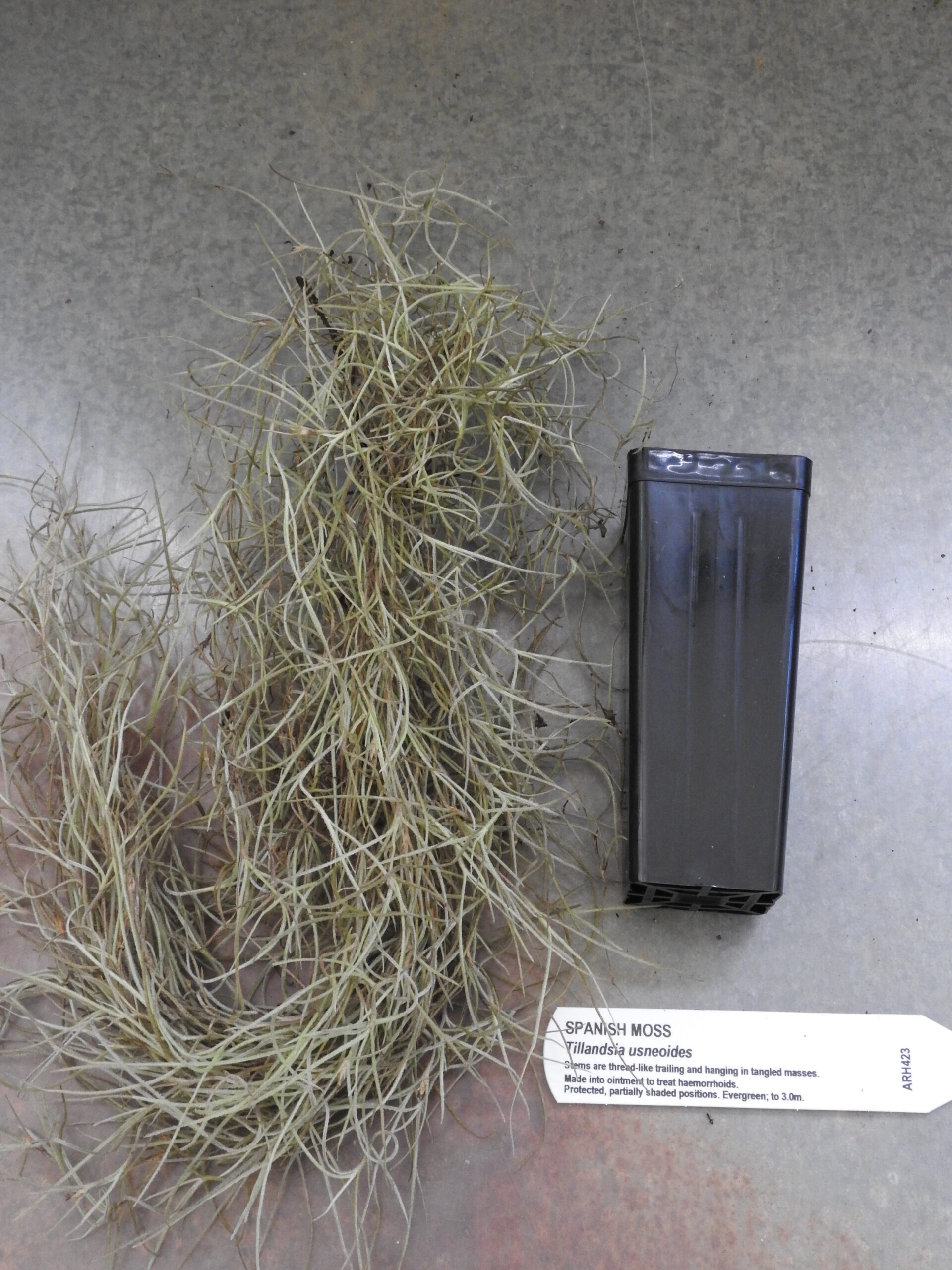 Spanish Moss