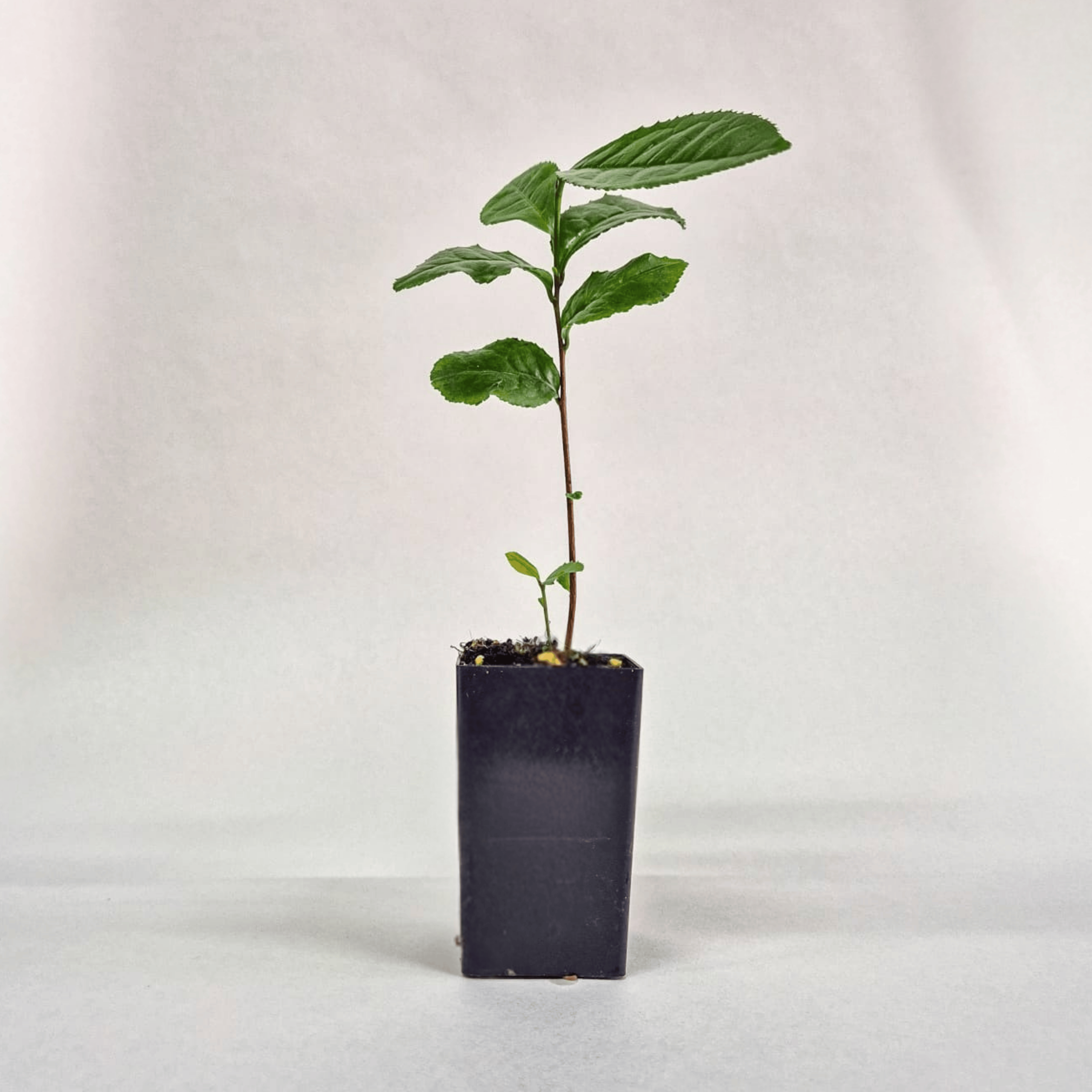 Tea, plant
