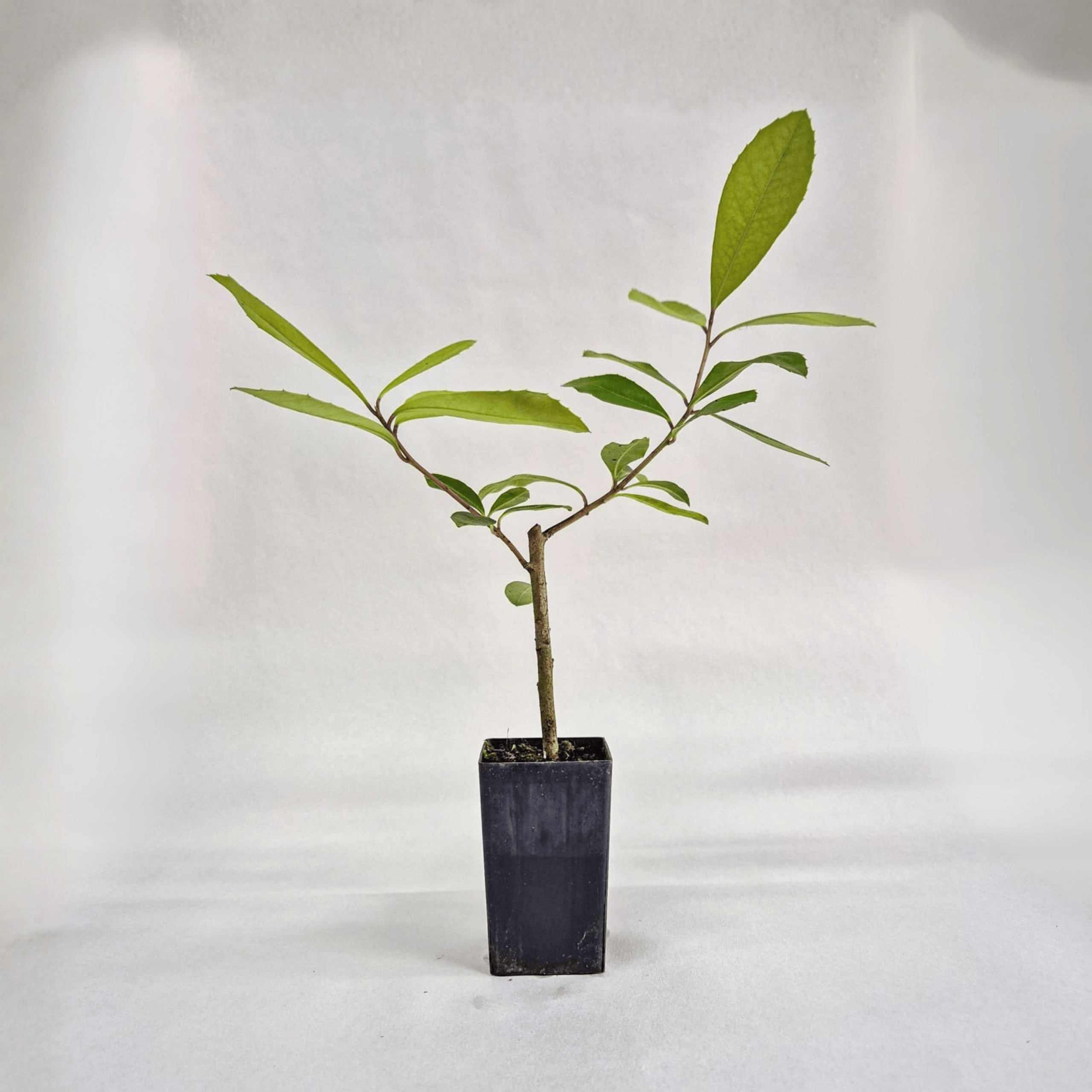 Yerba Mate, plant