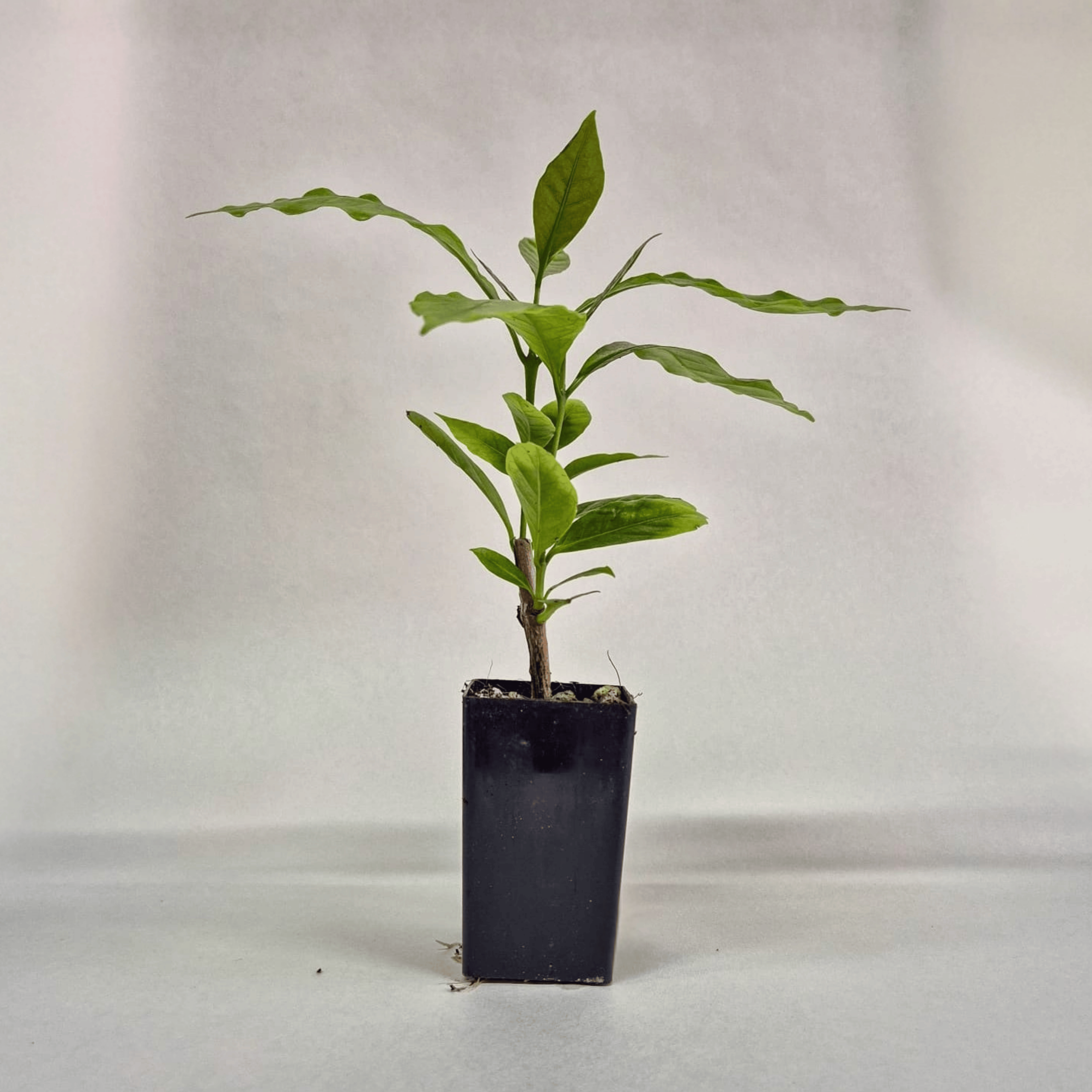 Coffee, plant