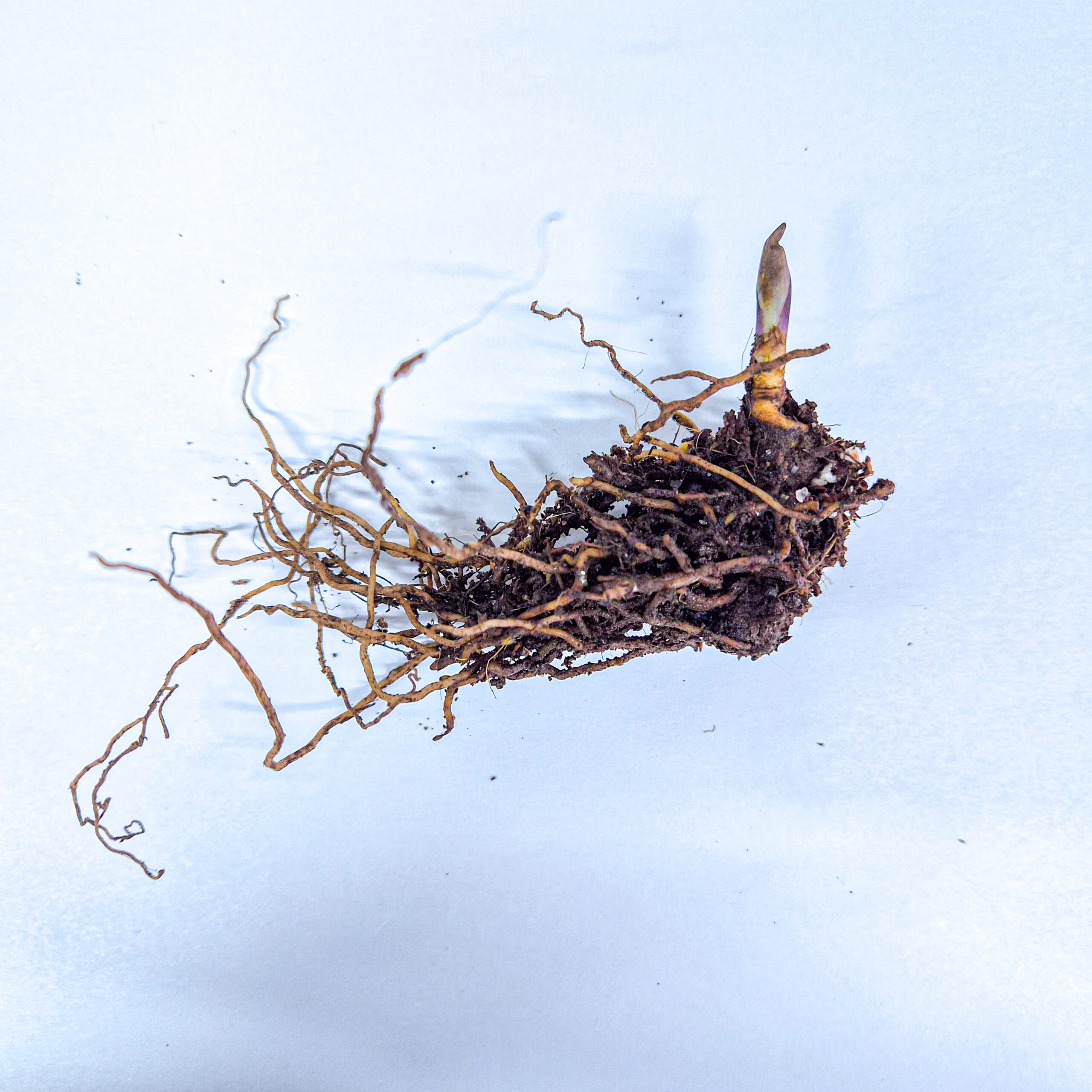 Blue Cohosh plant