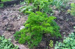 Parsley, Triple Curl  500ml pot