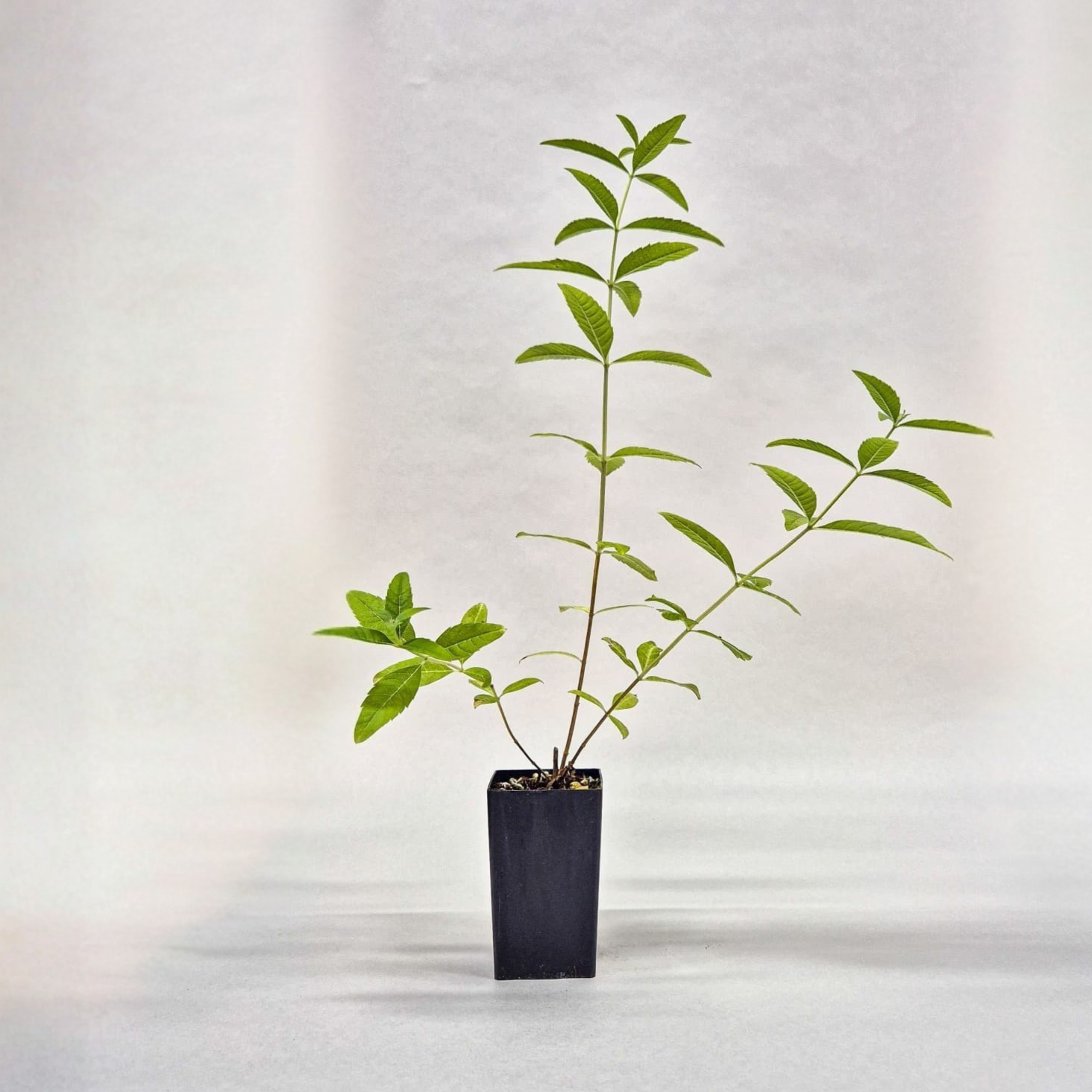 Lemon Verbena