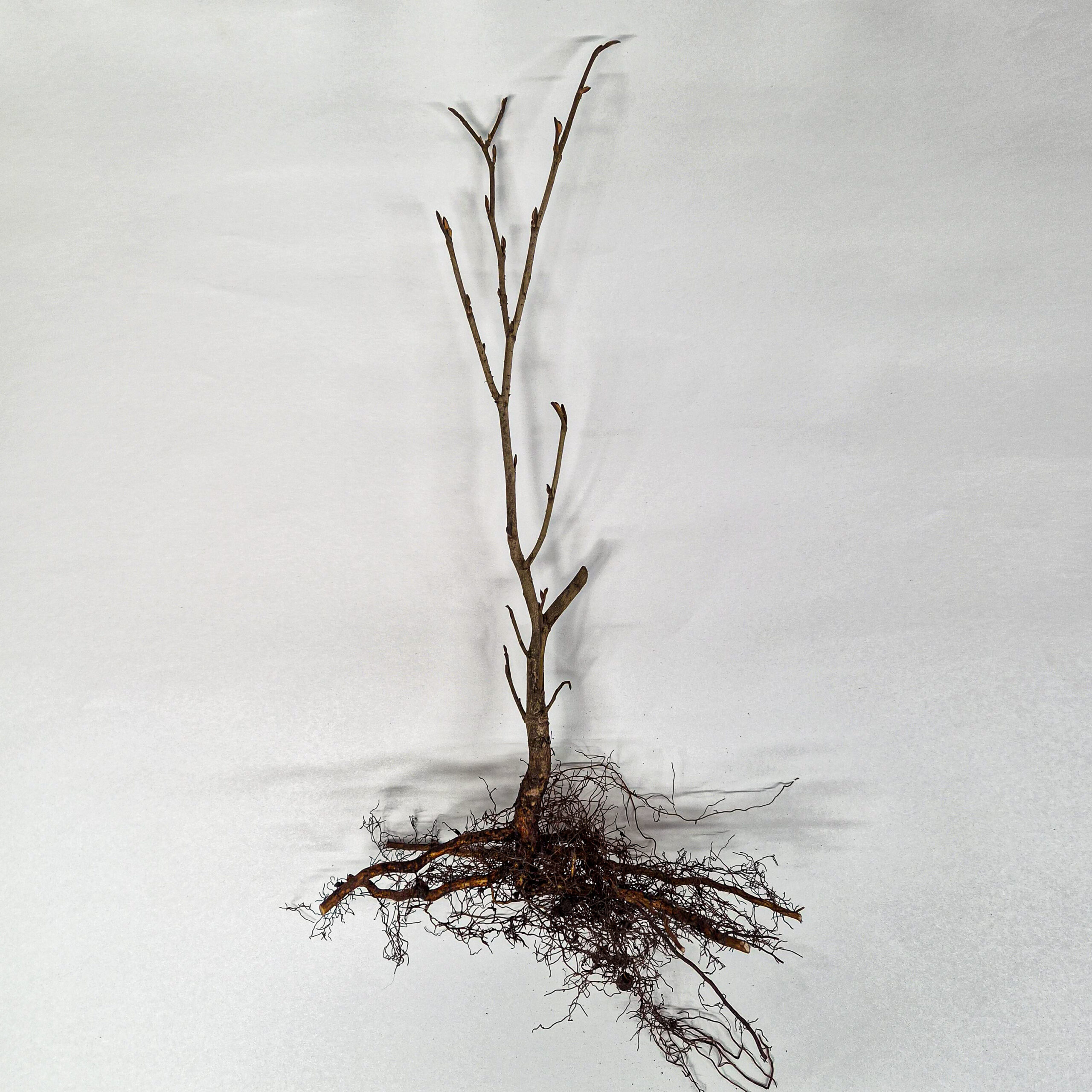 witch hazel