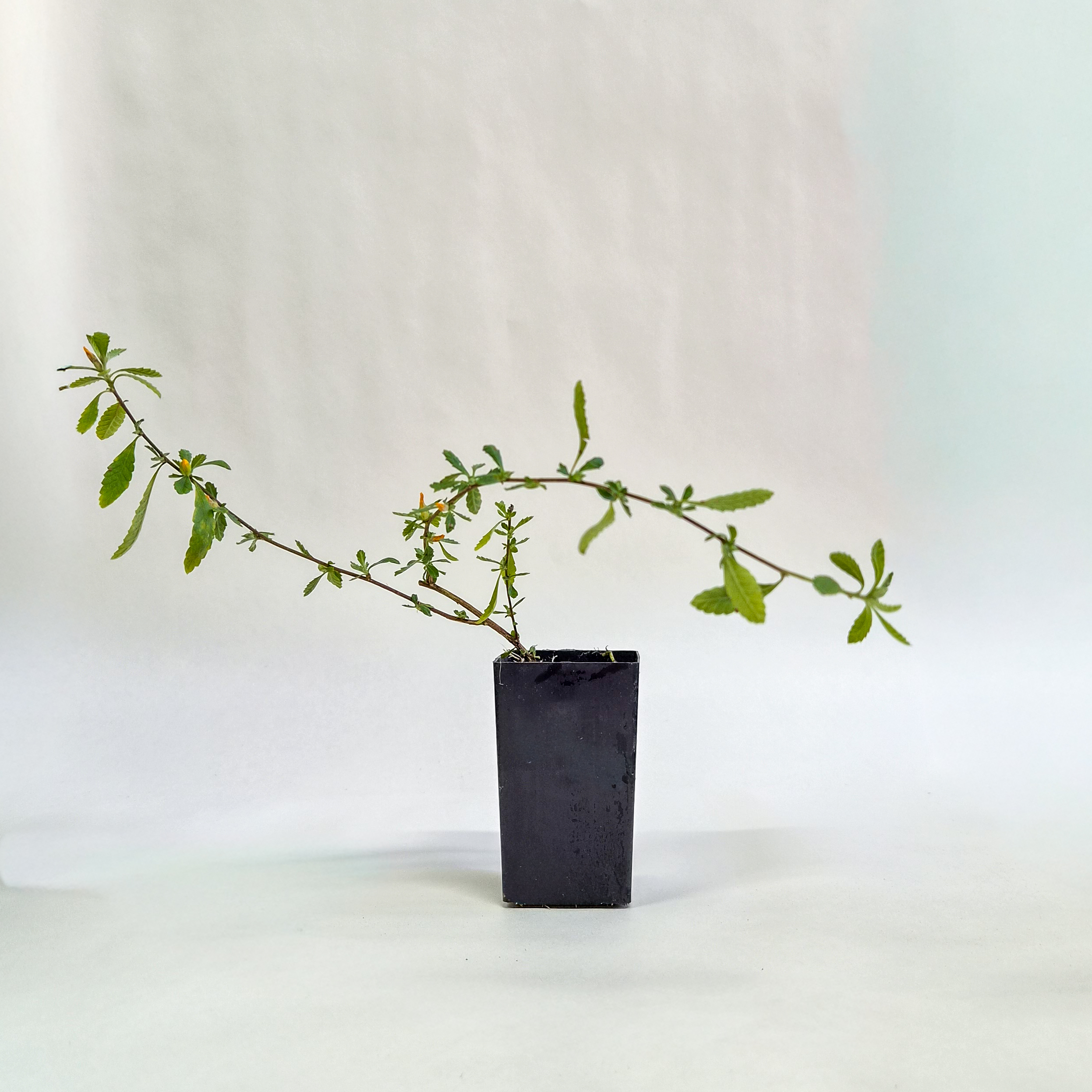 Damiana Plant