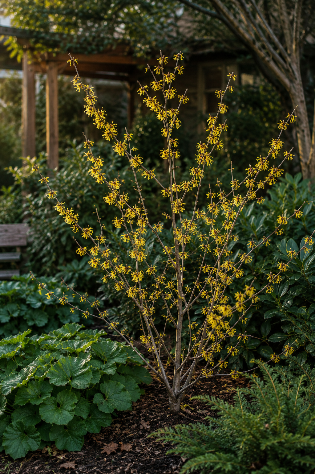Witch Hazel | Bare-Rooted