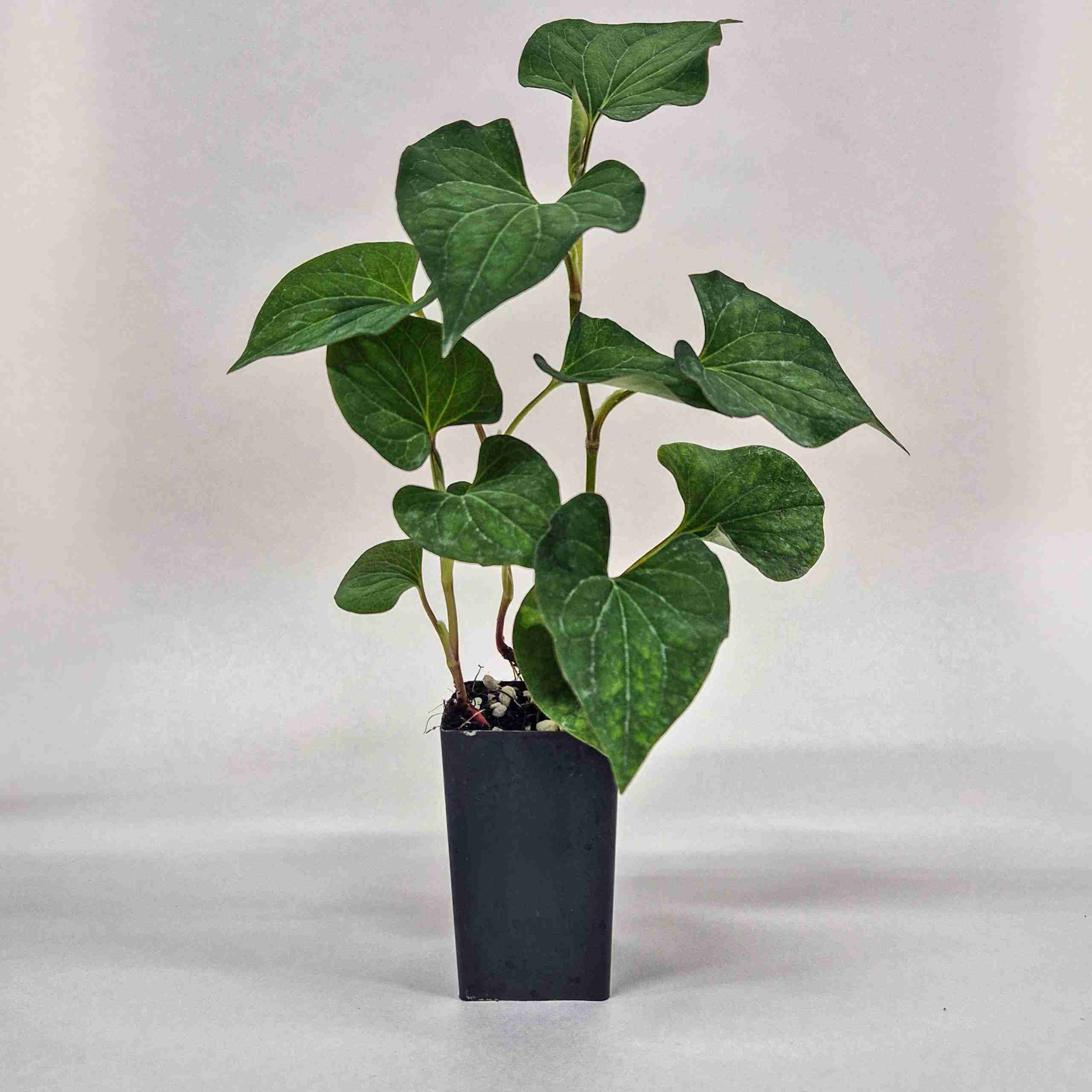 Vap Ca plant | Houttuynia cordata