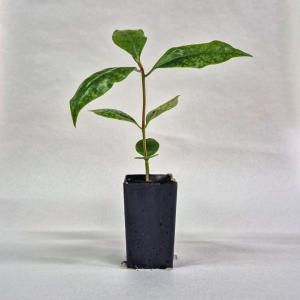 Star Anise, plant