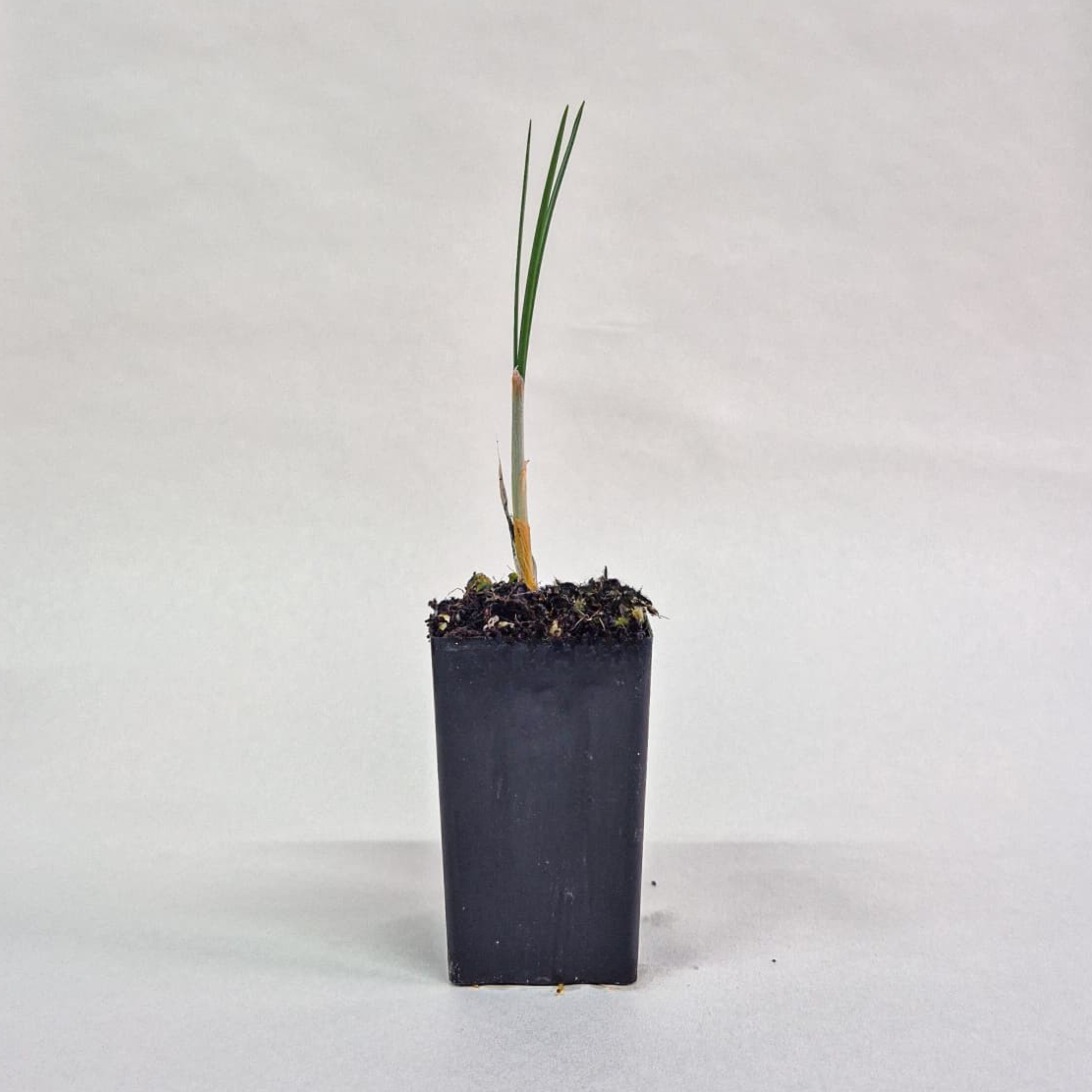 Saffron Plant Australia