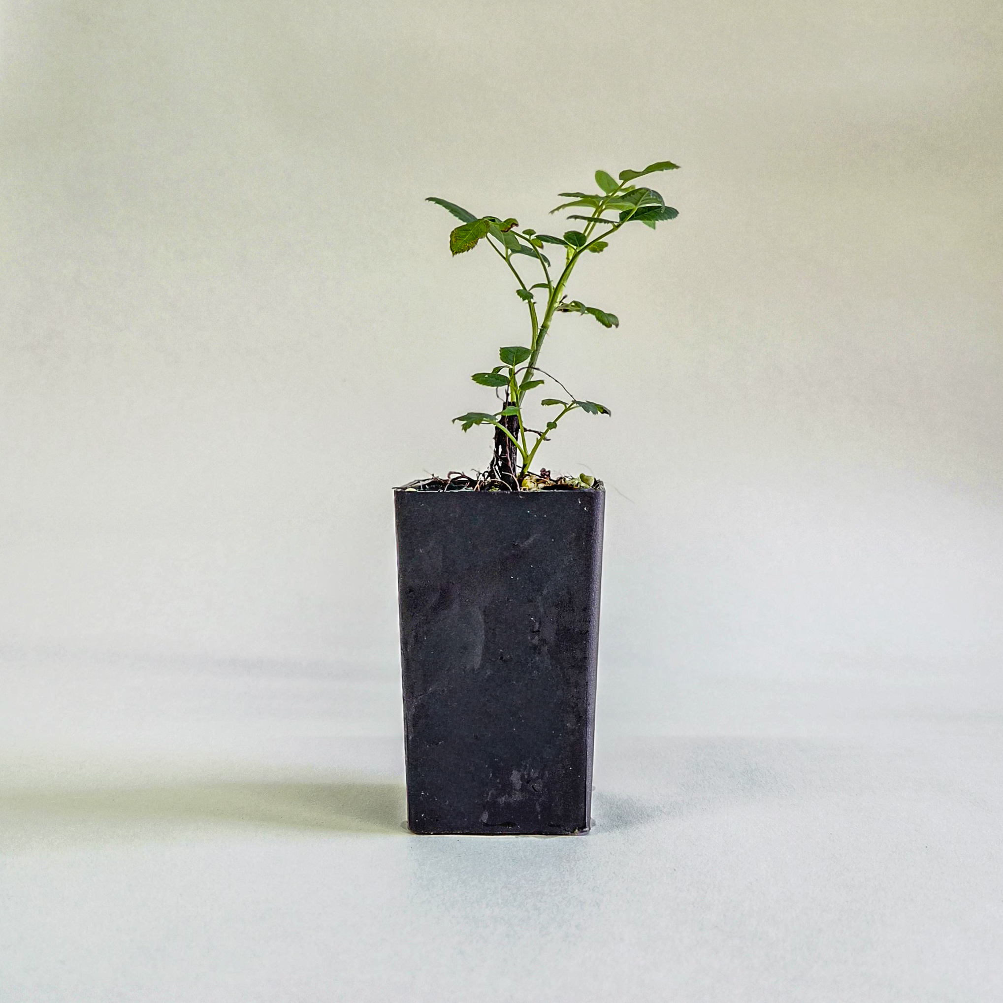 Apothecary Rose Plant