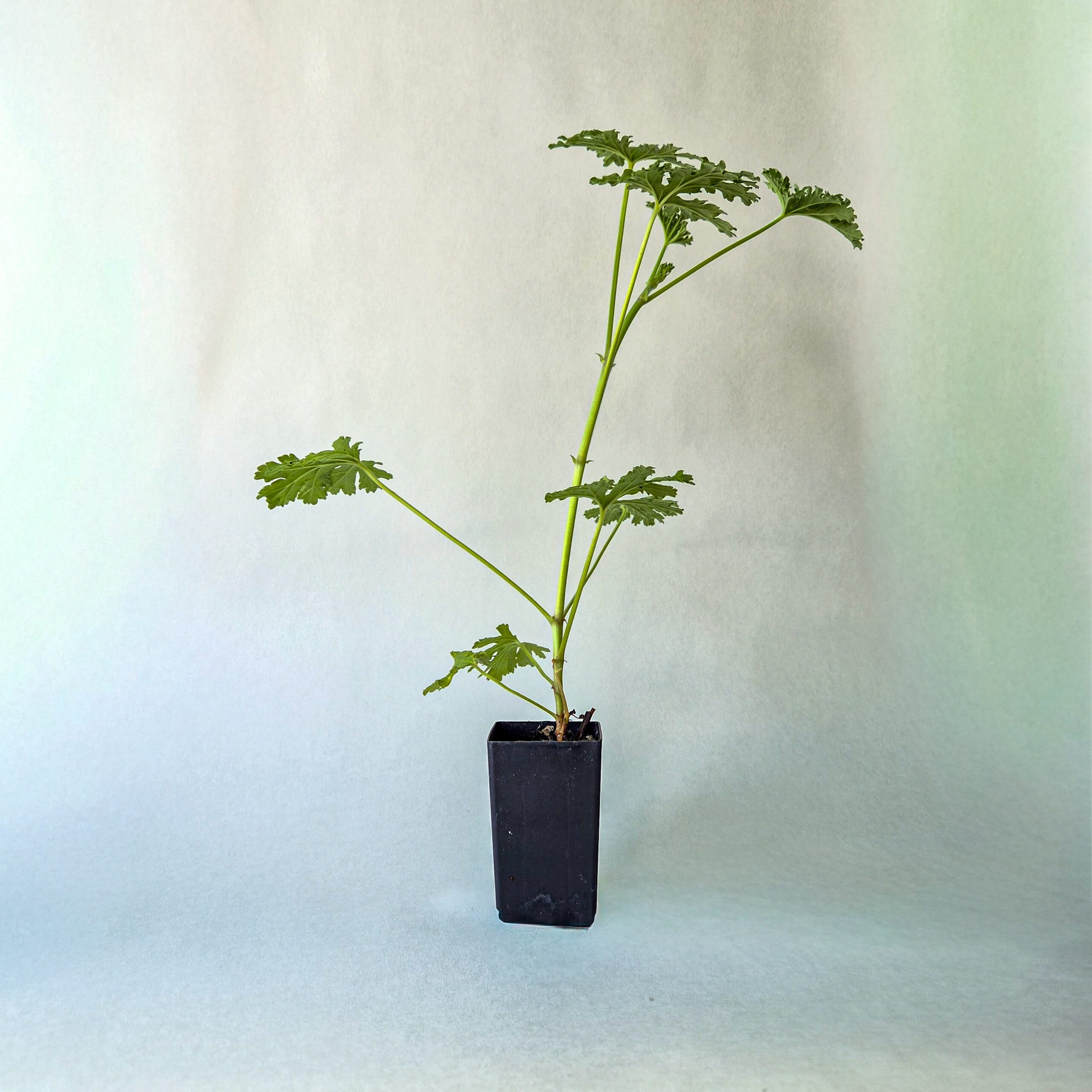 Attar of Roses geranium