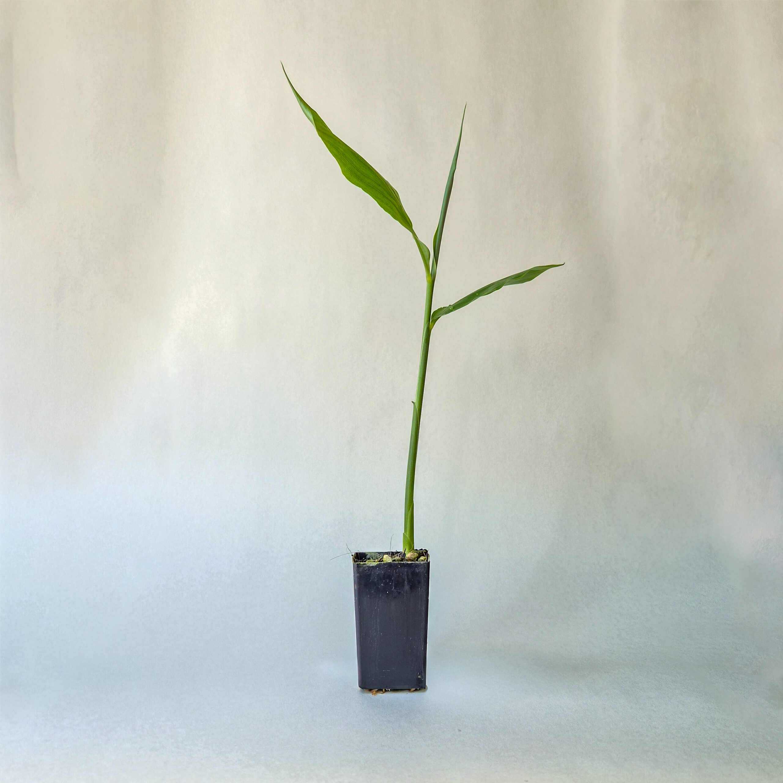 Myoga Ginger Plant