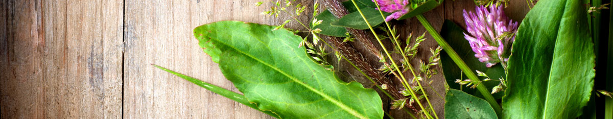growing herbs