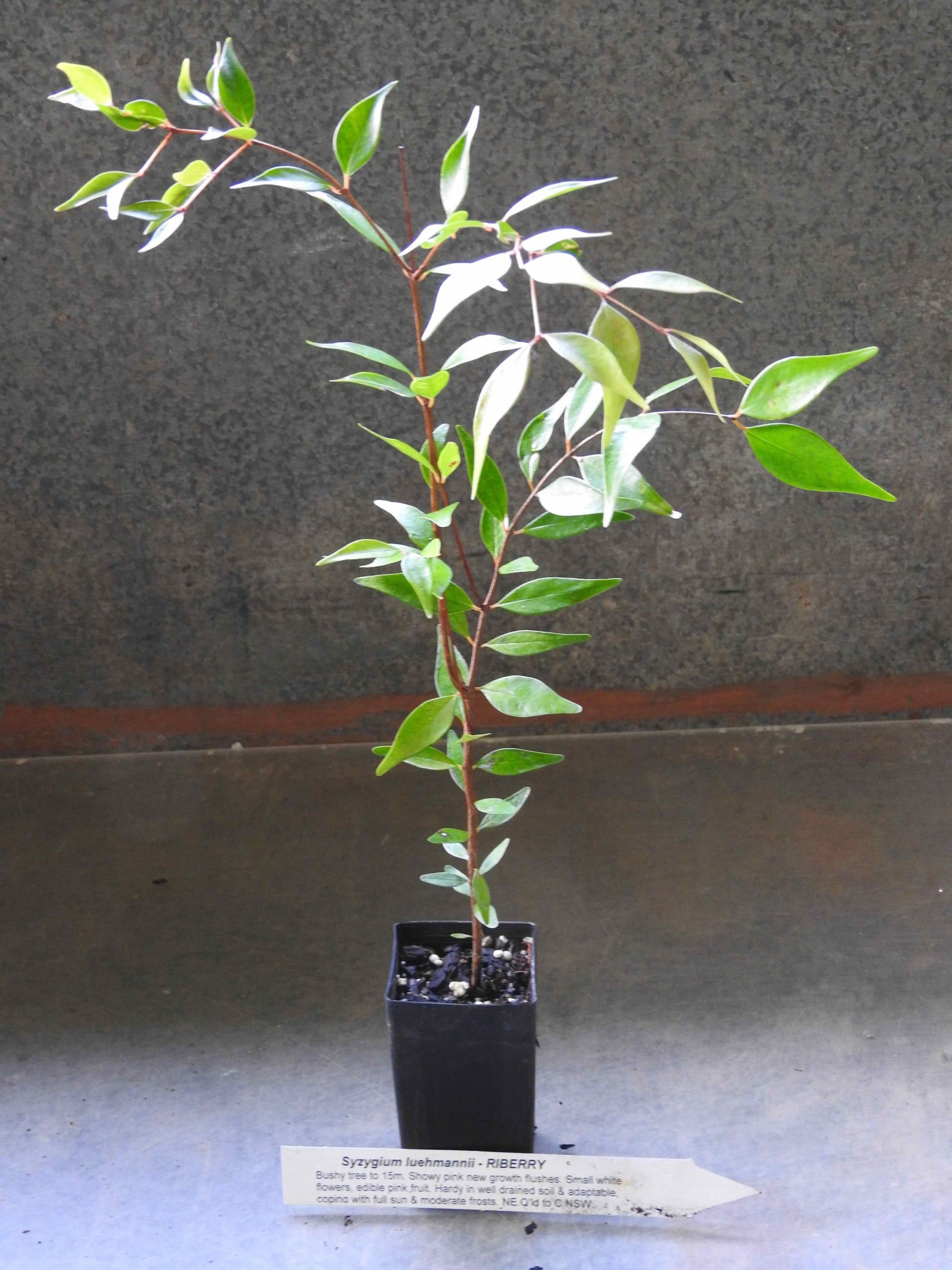 Riberry plant