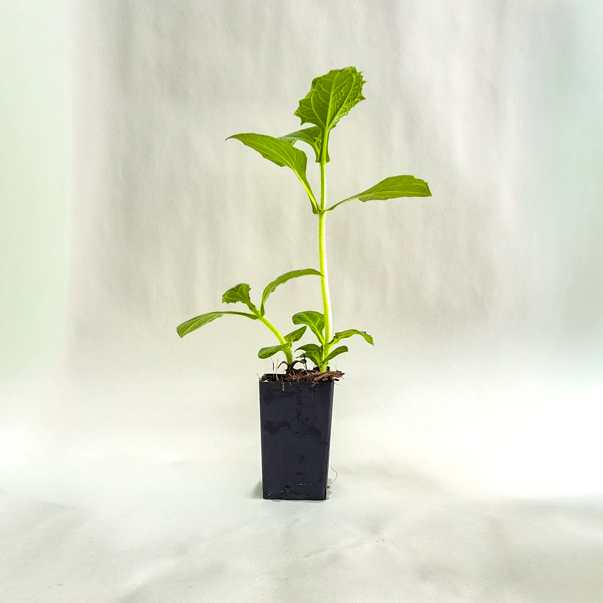 Yacon Plant