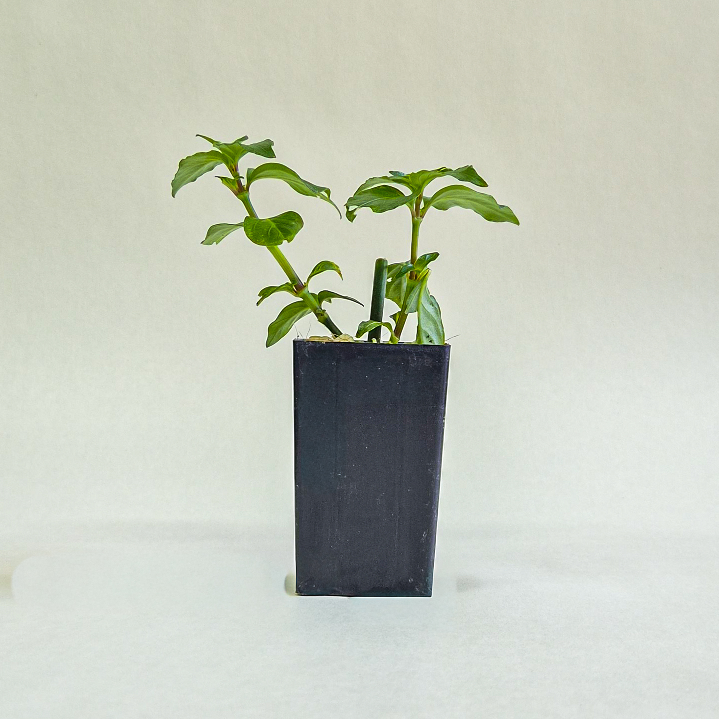 Mushroom Plant