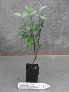 arbeitsplatte taxus Arbeitsplatte Taxus Nachbildung
