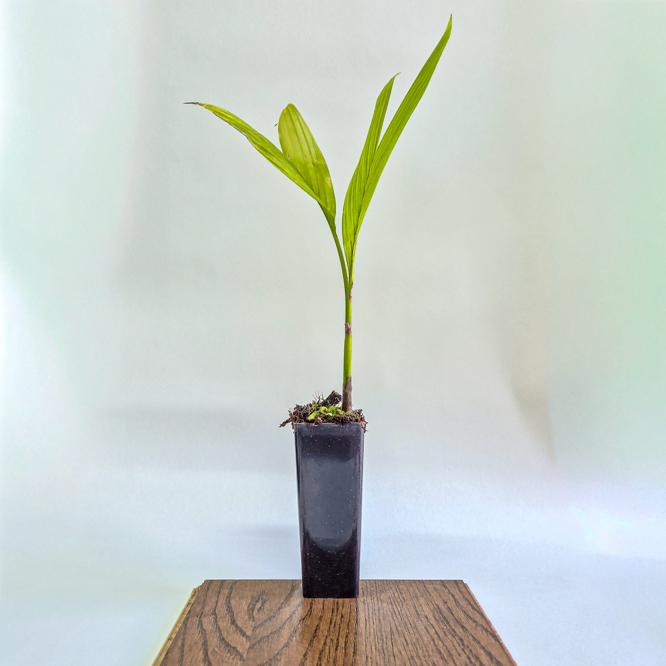 Betel Nut Palm Plant