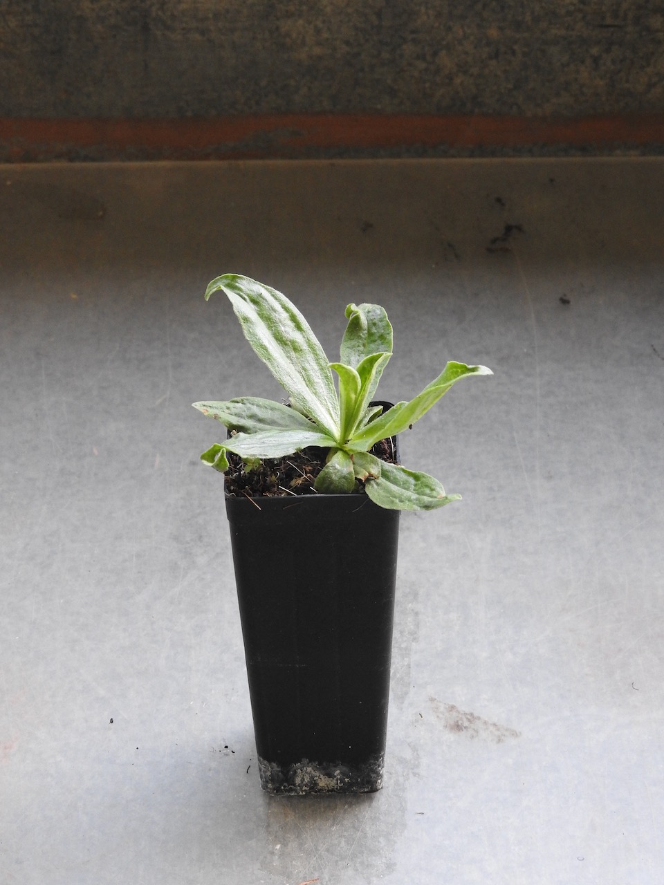 European Arnica, forestry tube