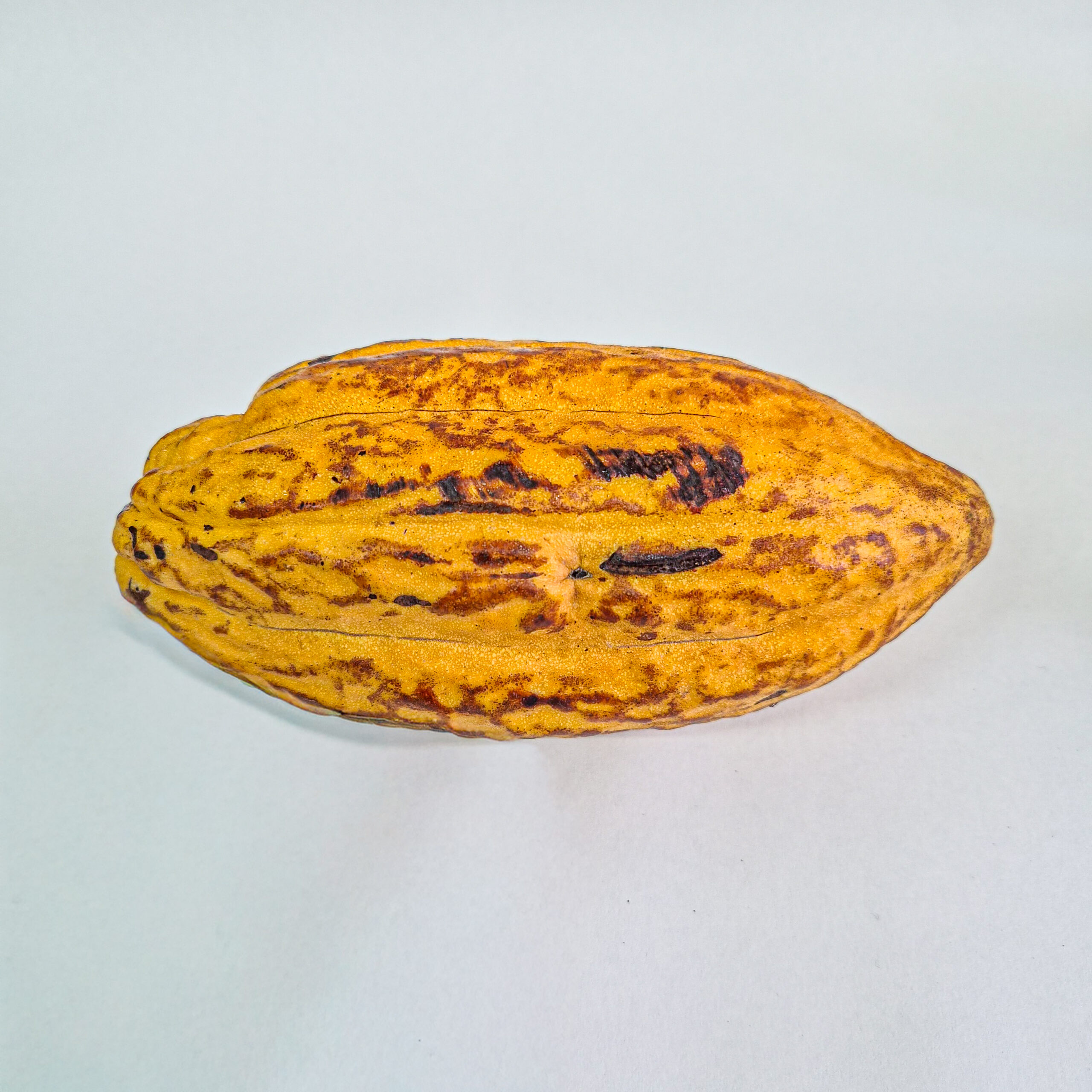 Cacao Pods and Seeds