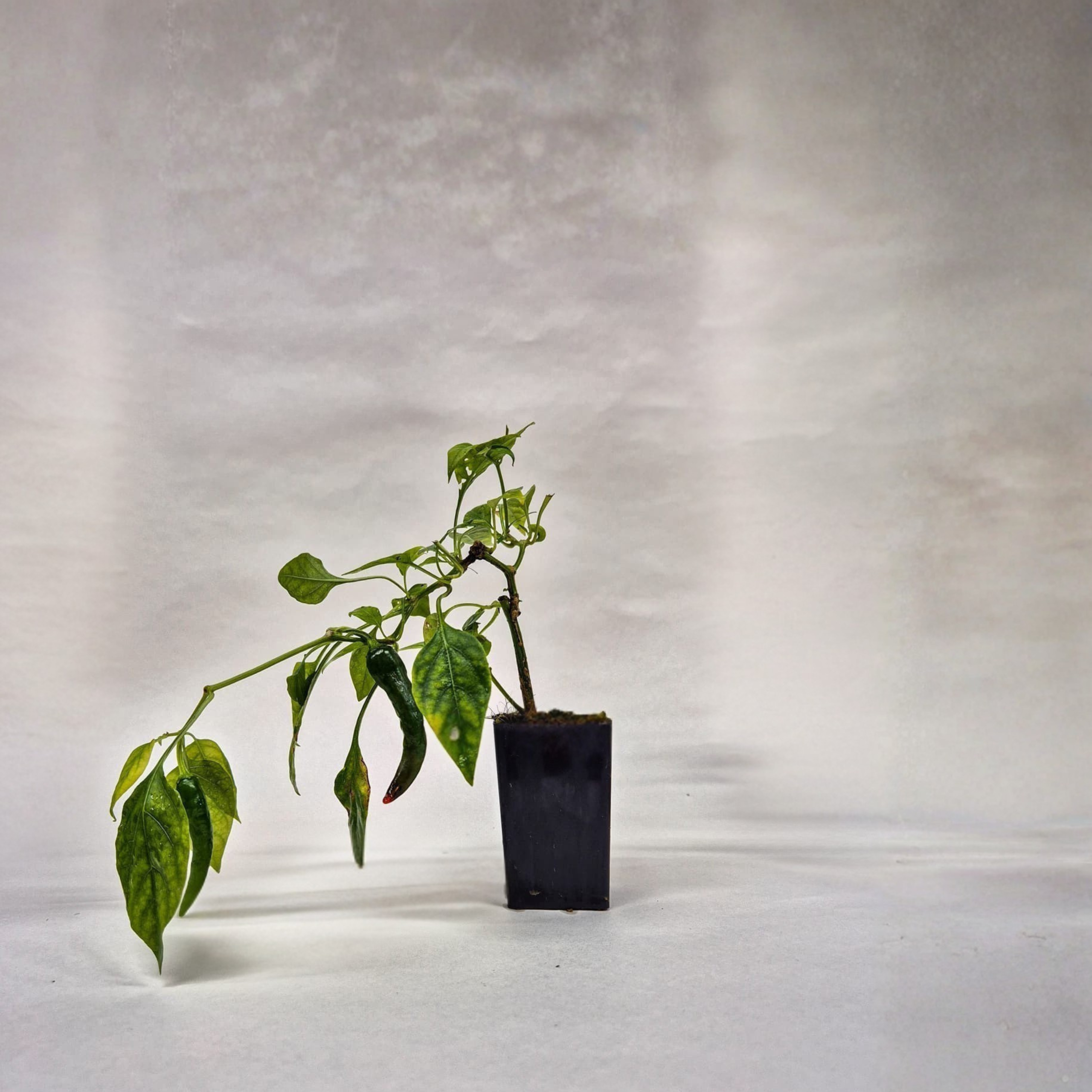 Cayenne Chilli