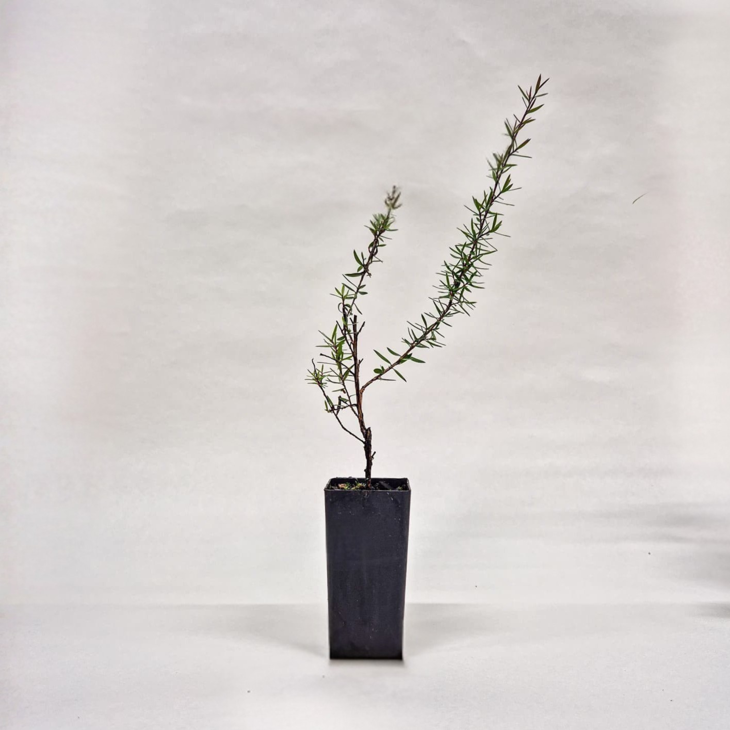 Manuka Plant