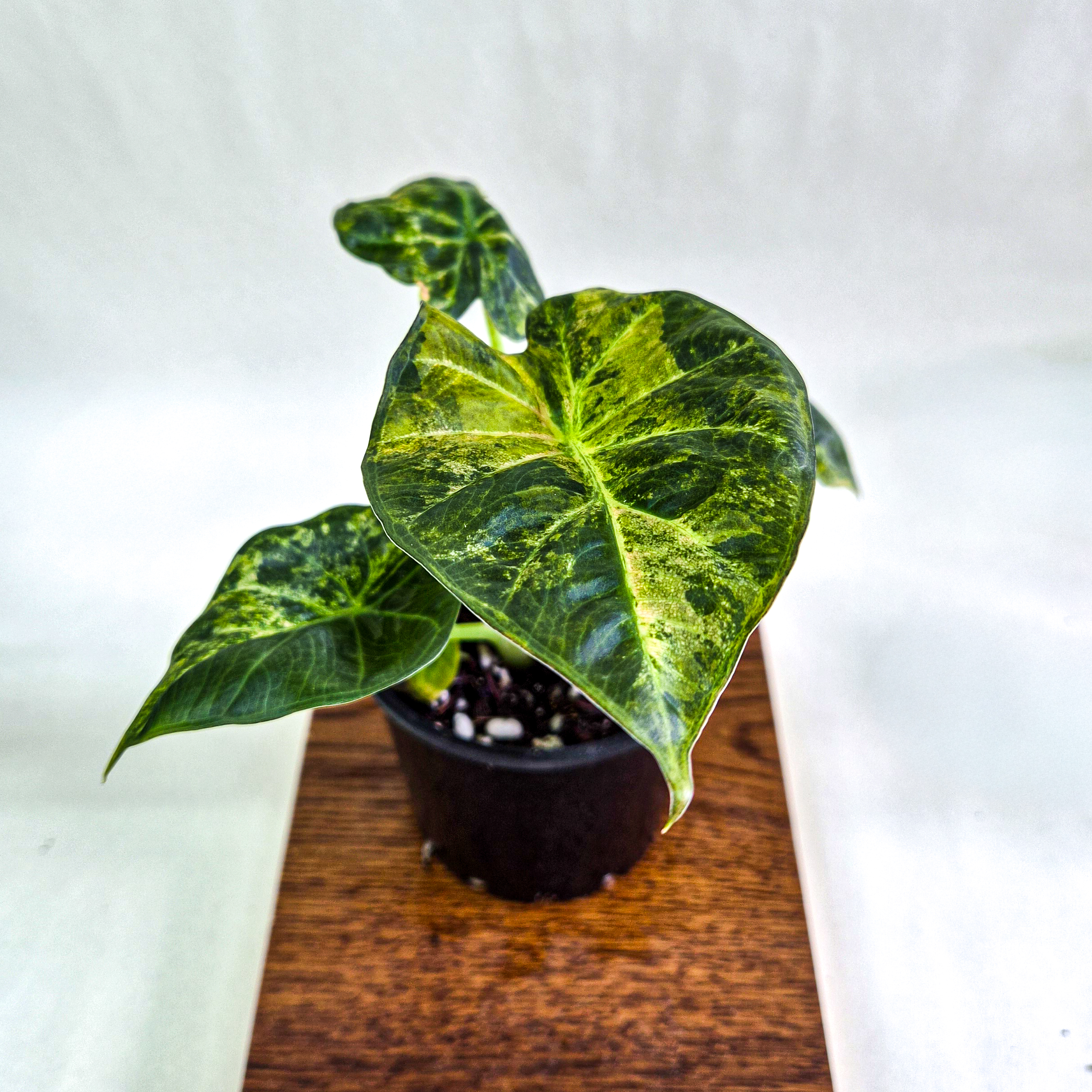 Alocasia ‘Regal Shields’ Aurea Variegated Plant