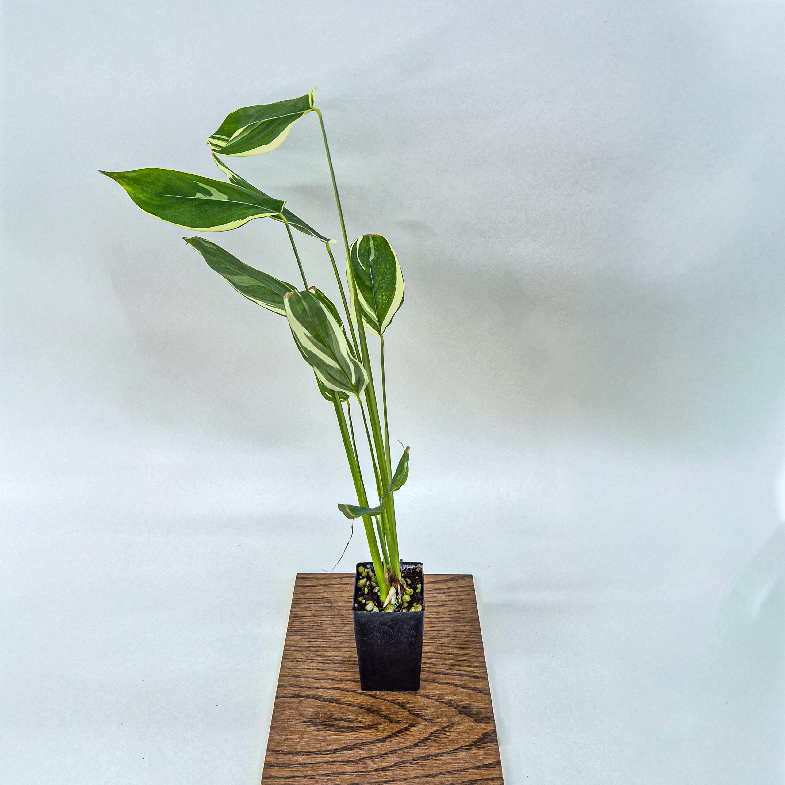 Variegated Arrowroot Plant