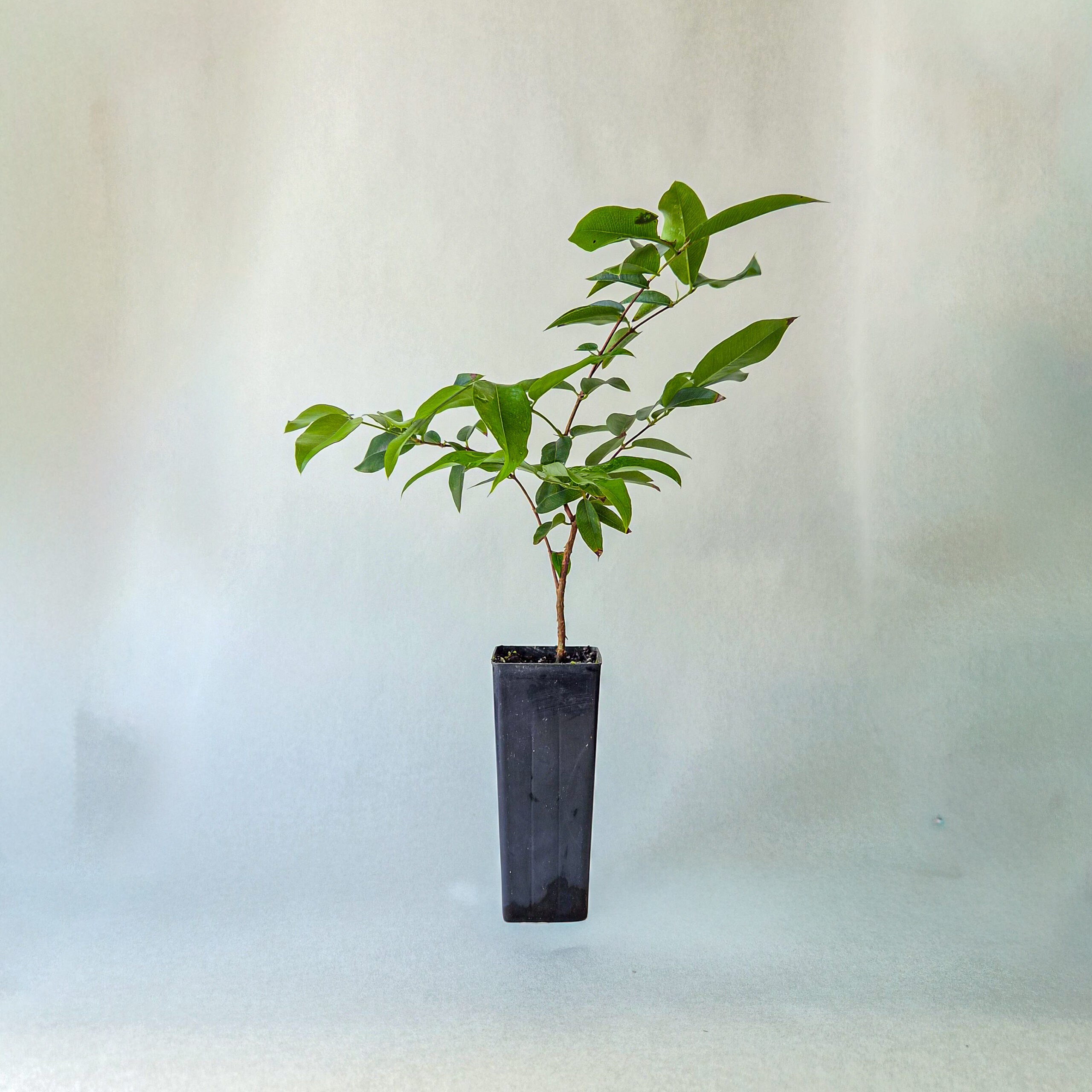 Jaboticaba plant