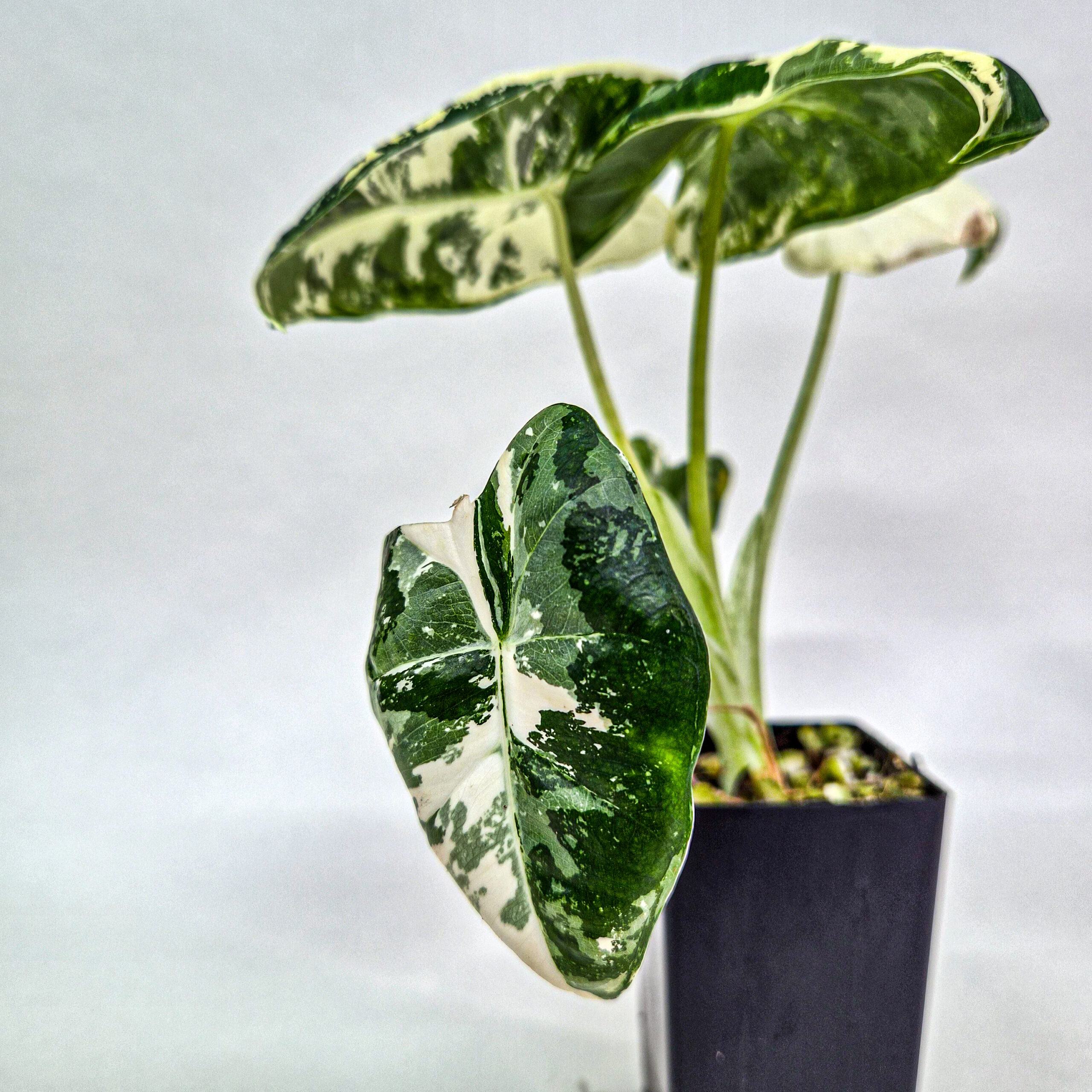 Variegated Frydek Alocasia