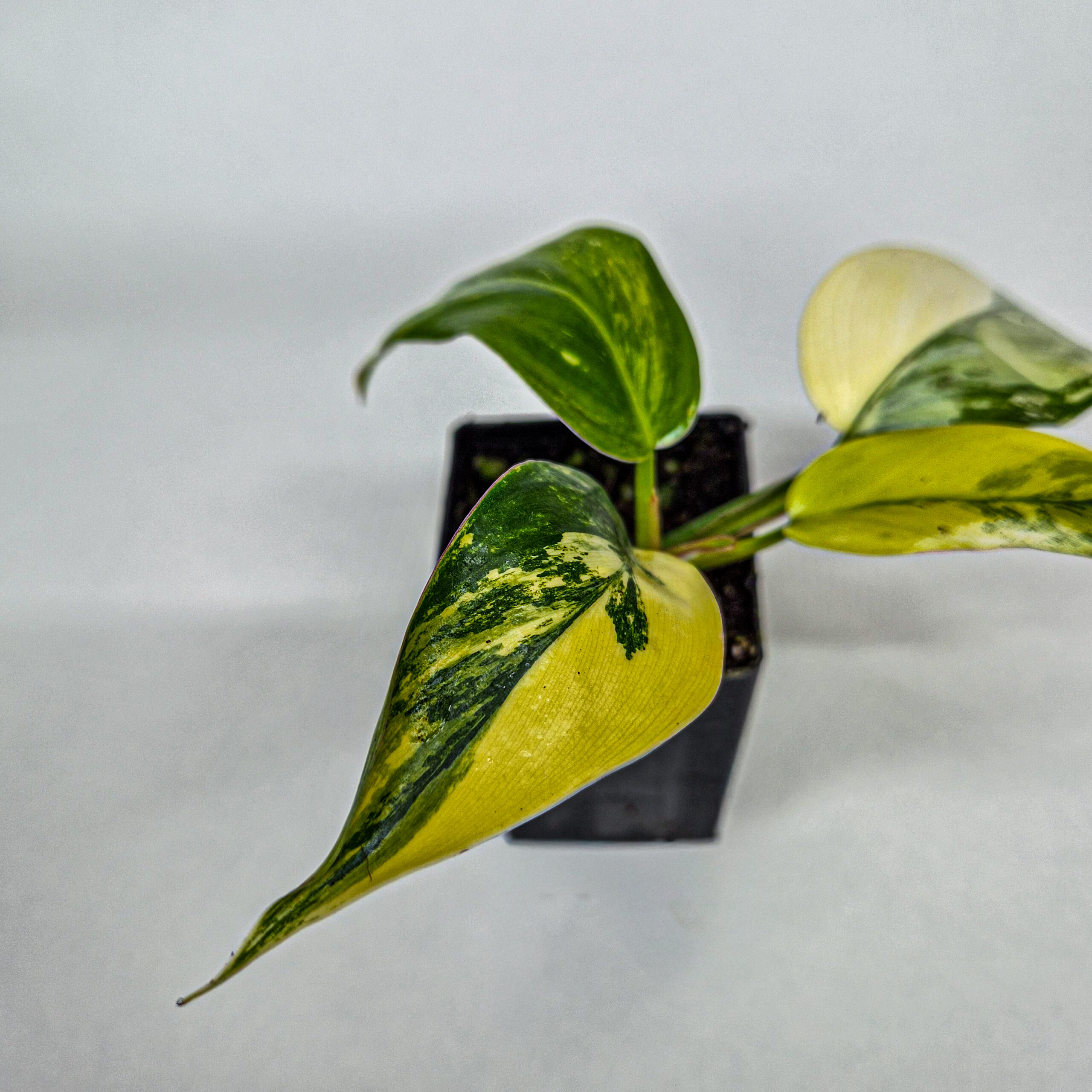 Philodendron White Princess Aurea Tricolor Variegated