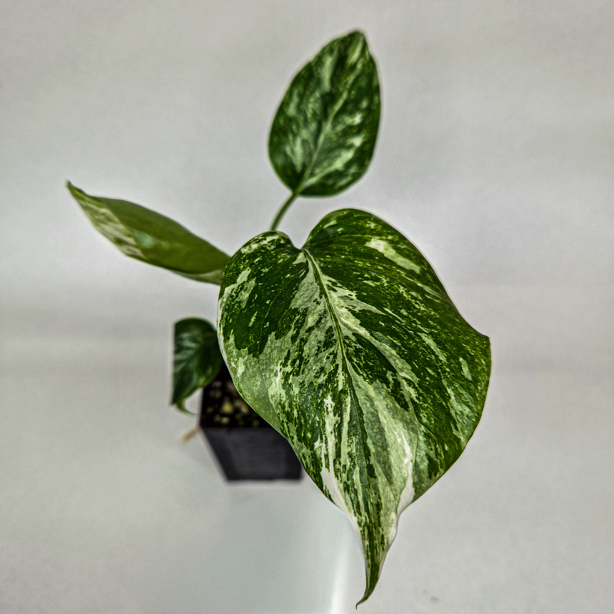 Monstera Borsigiana Albo Variegated