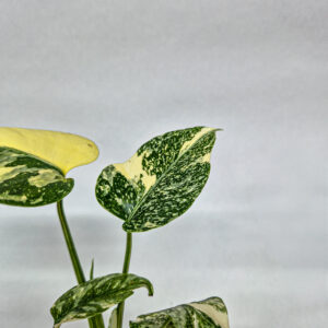 Monstera Thai Constellation