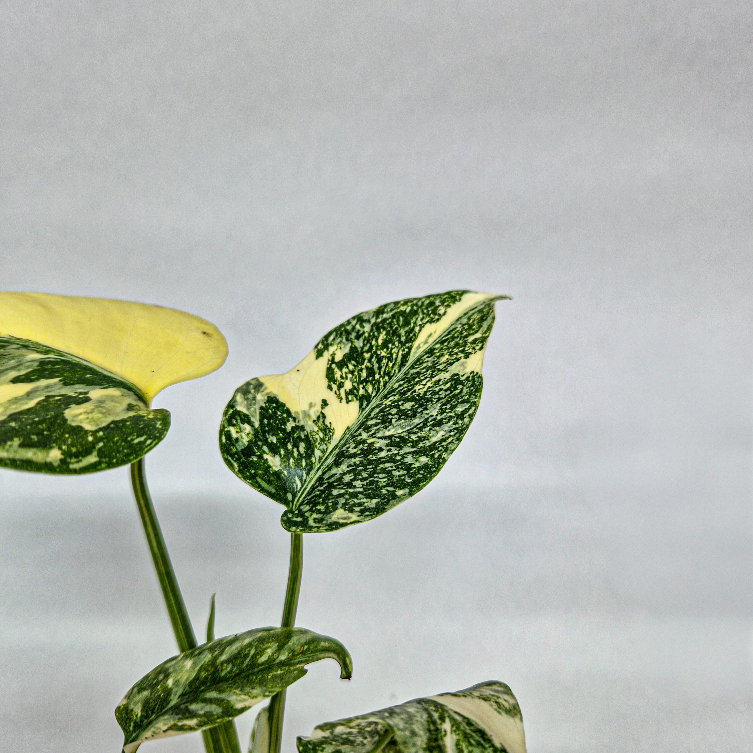Monstera Thai Constellation